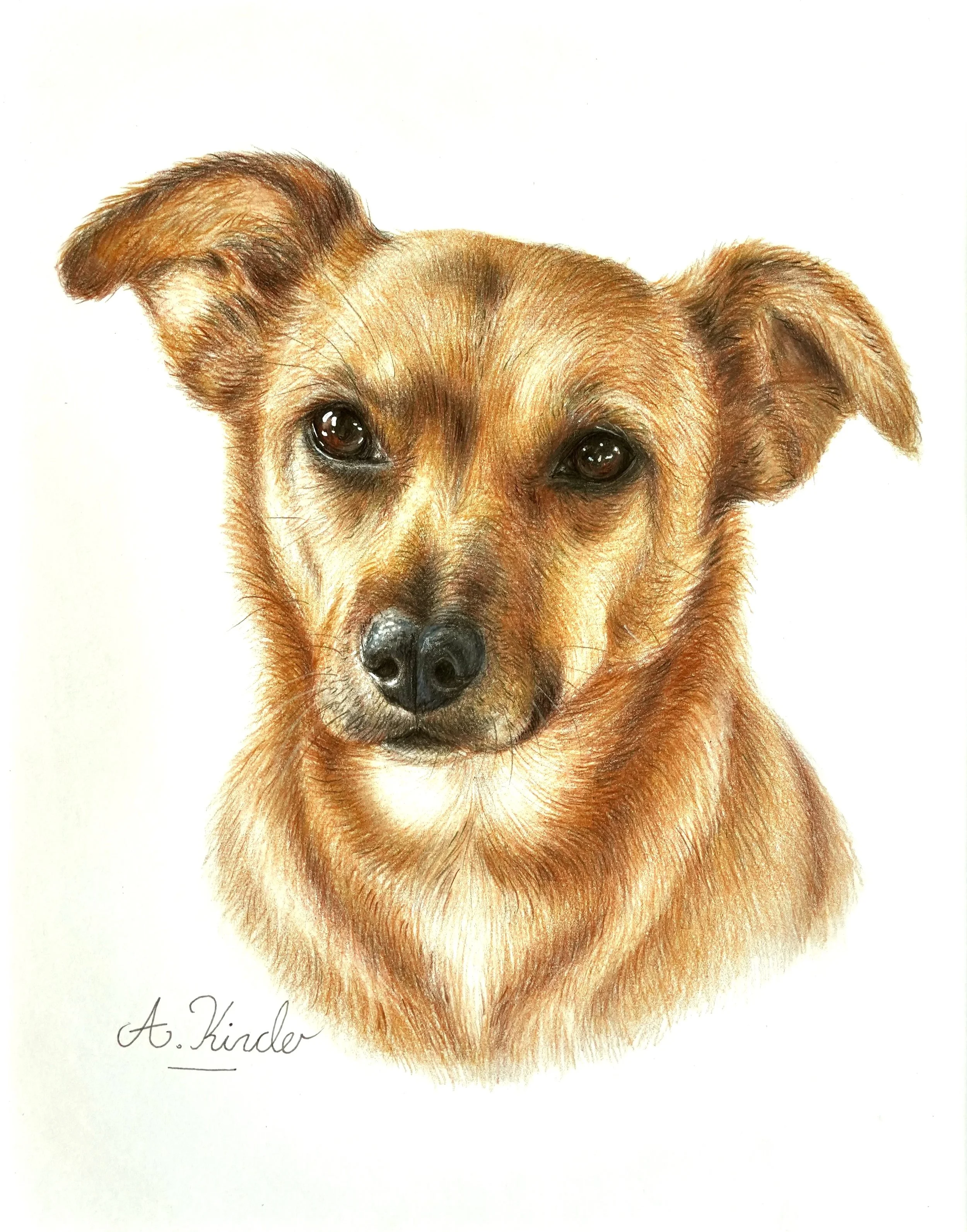 Harper - A4 Coloured Pencil