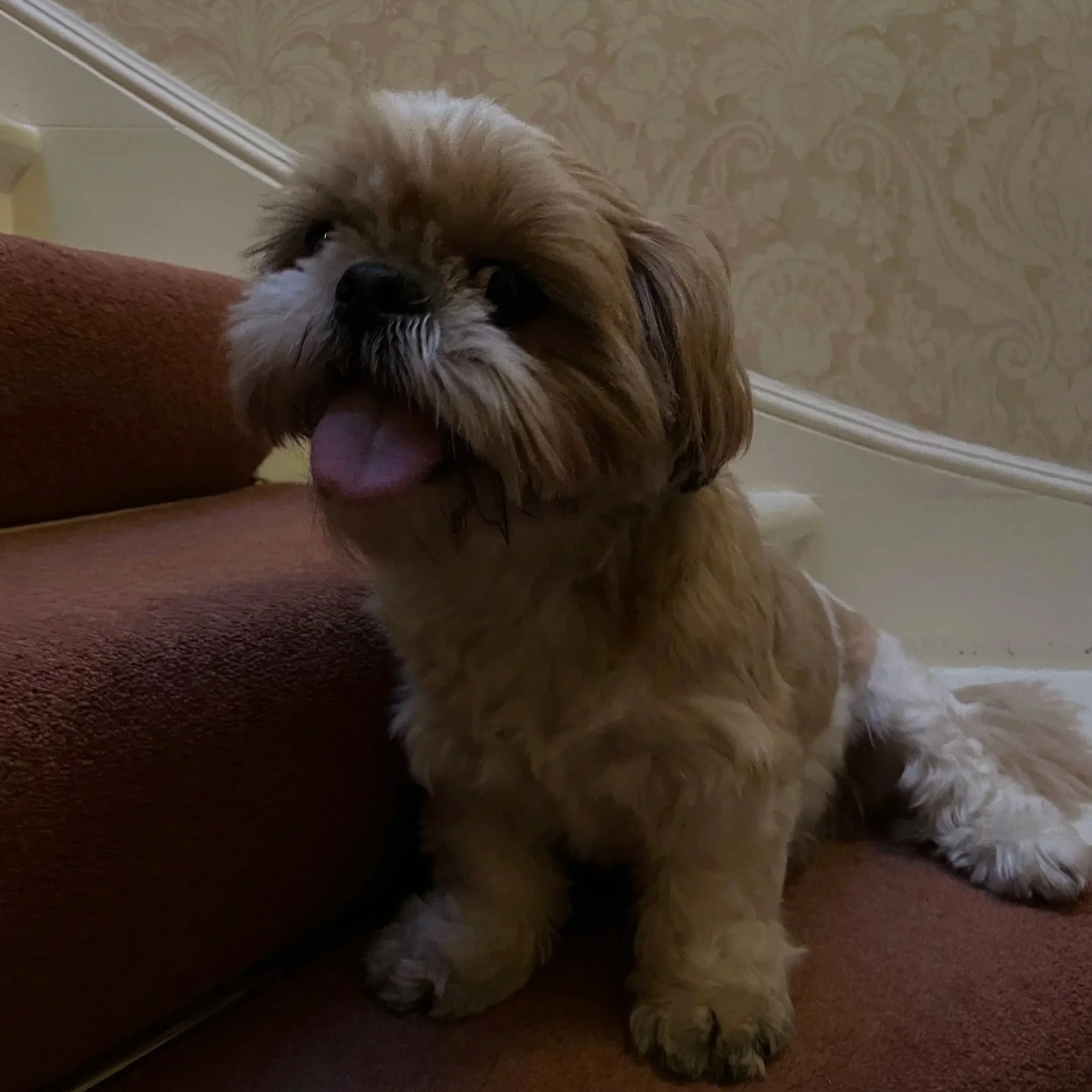 A fluffy dog with long hair and a bow on its head, sitting on a carpeted floor next to a wall with decorative wallpaper.
