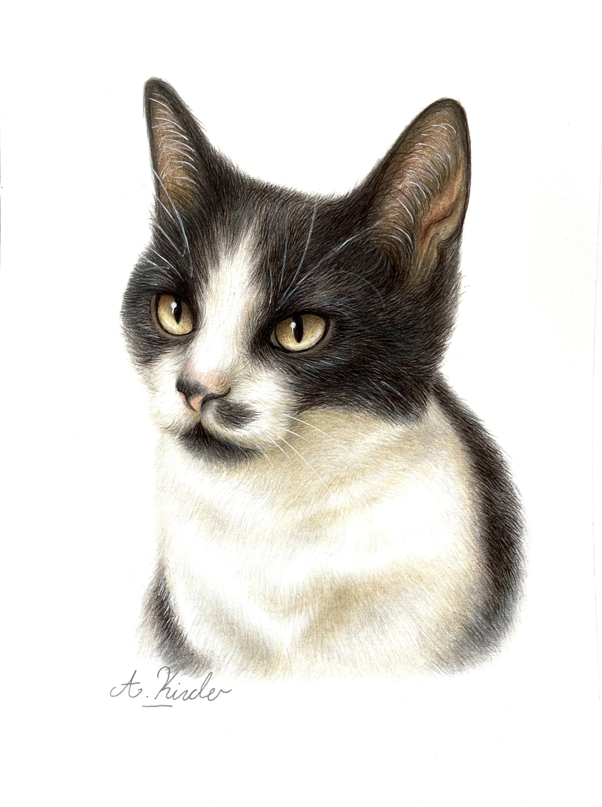 Watson - A5 Coloured Pencil