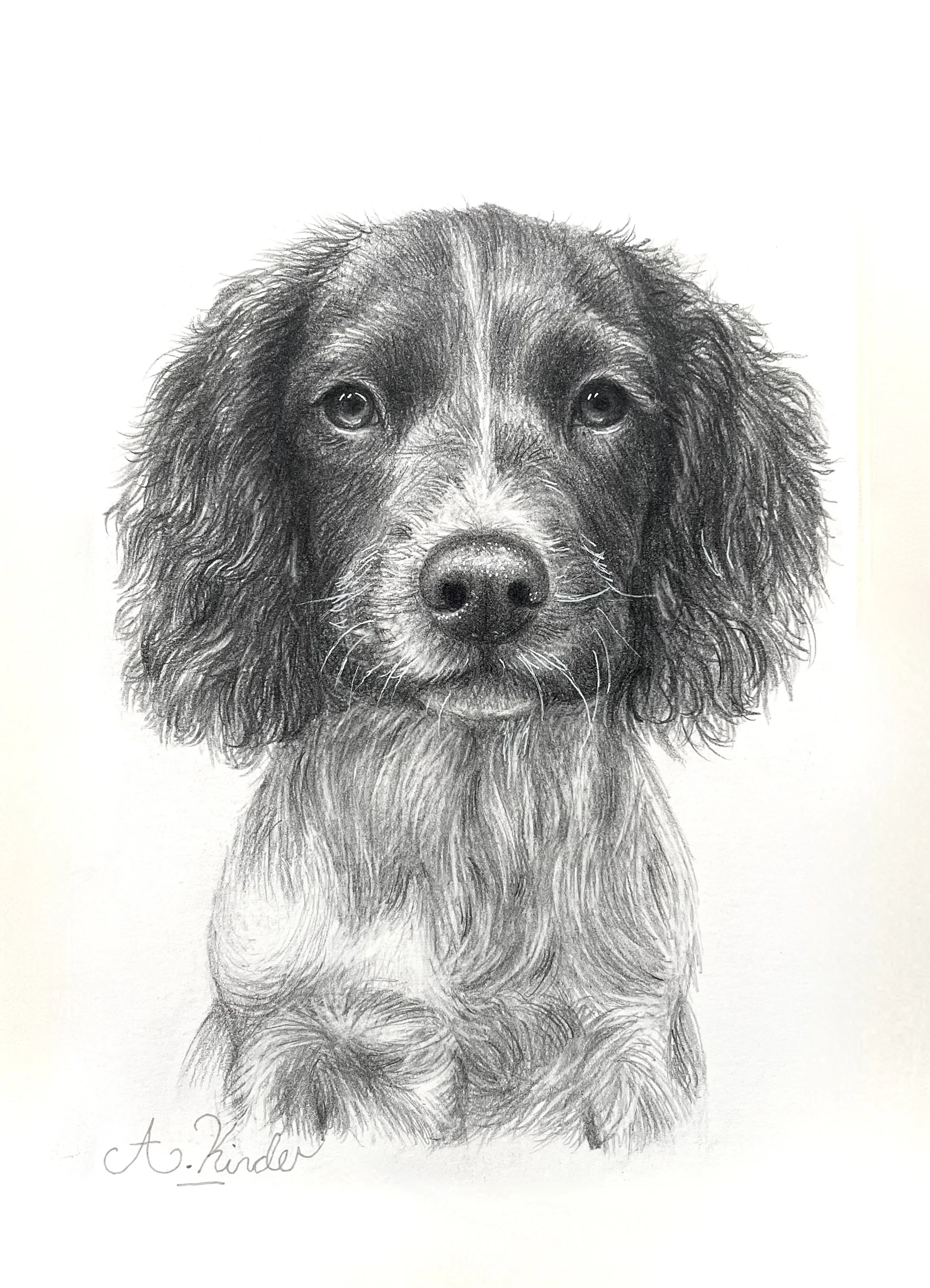 Black and white pencil drawing of a Labrador Retriever puppy sitting, with detailed fur texture and a focused expression.