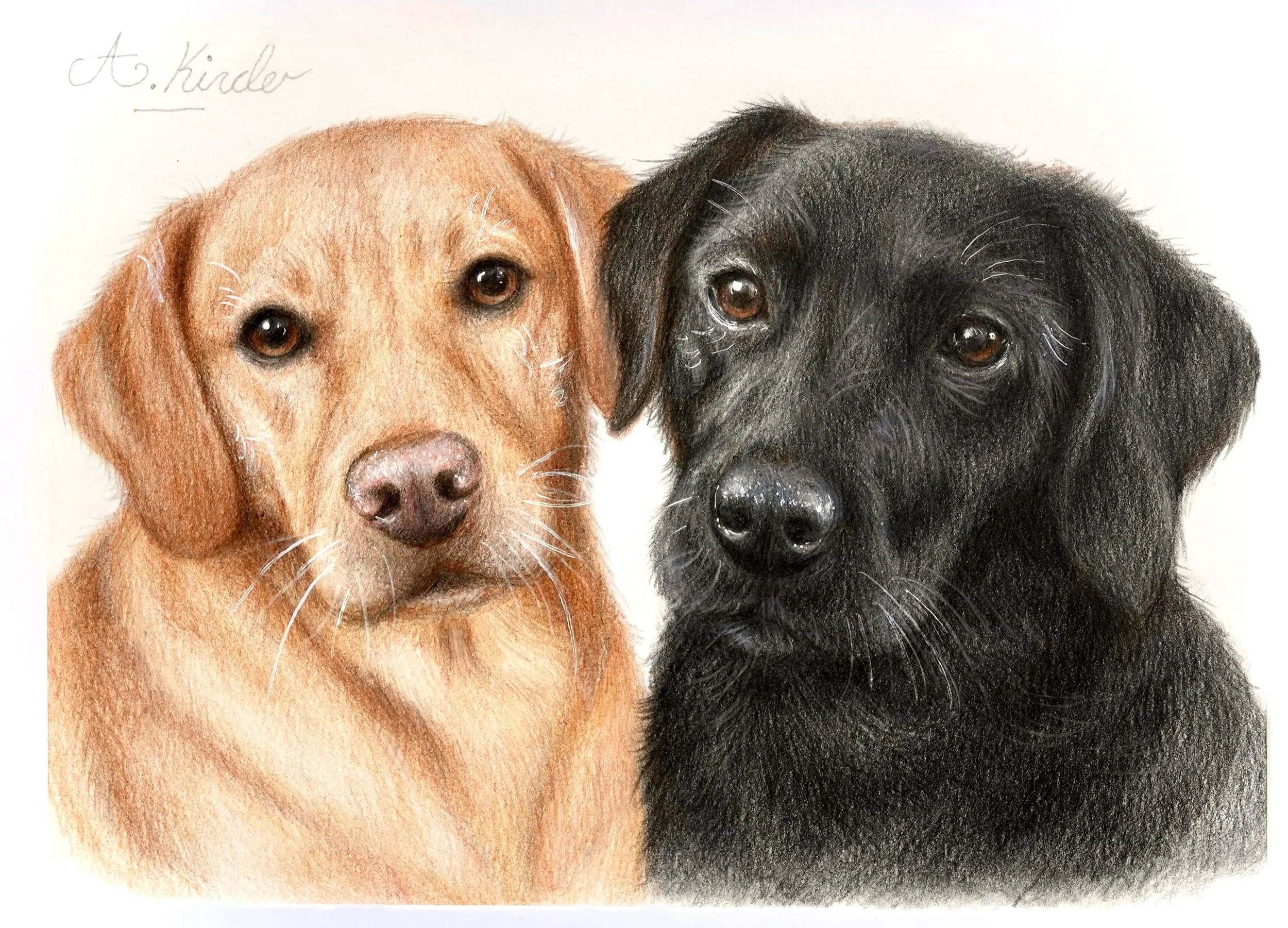 A colored pencil drawing of two dogs, one with light brown fur and the other with black fur, with the handwritten text 'A. Kinder' in the top left corner.