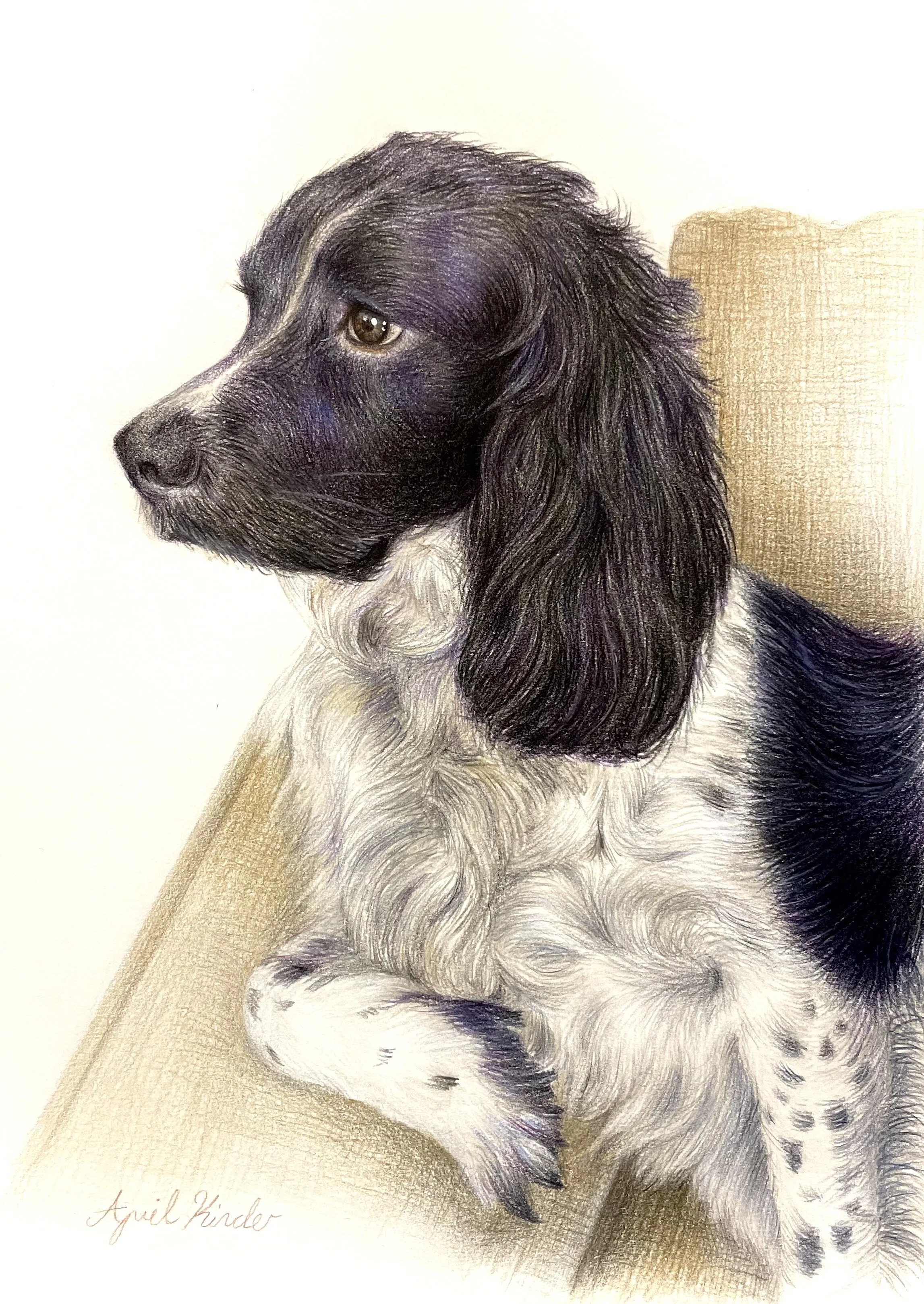 Colored pencil drawing of a black and white puppy sitting down, facing left, with long floppy ears and brown eyes, on a white background, signed by April Kinder.