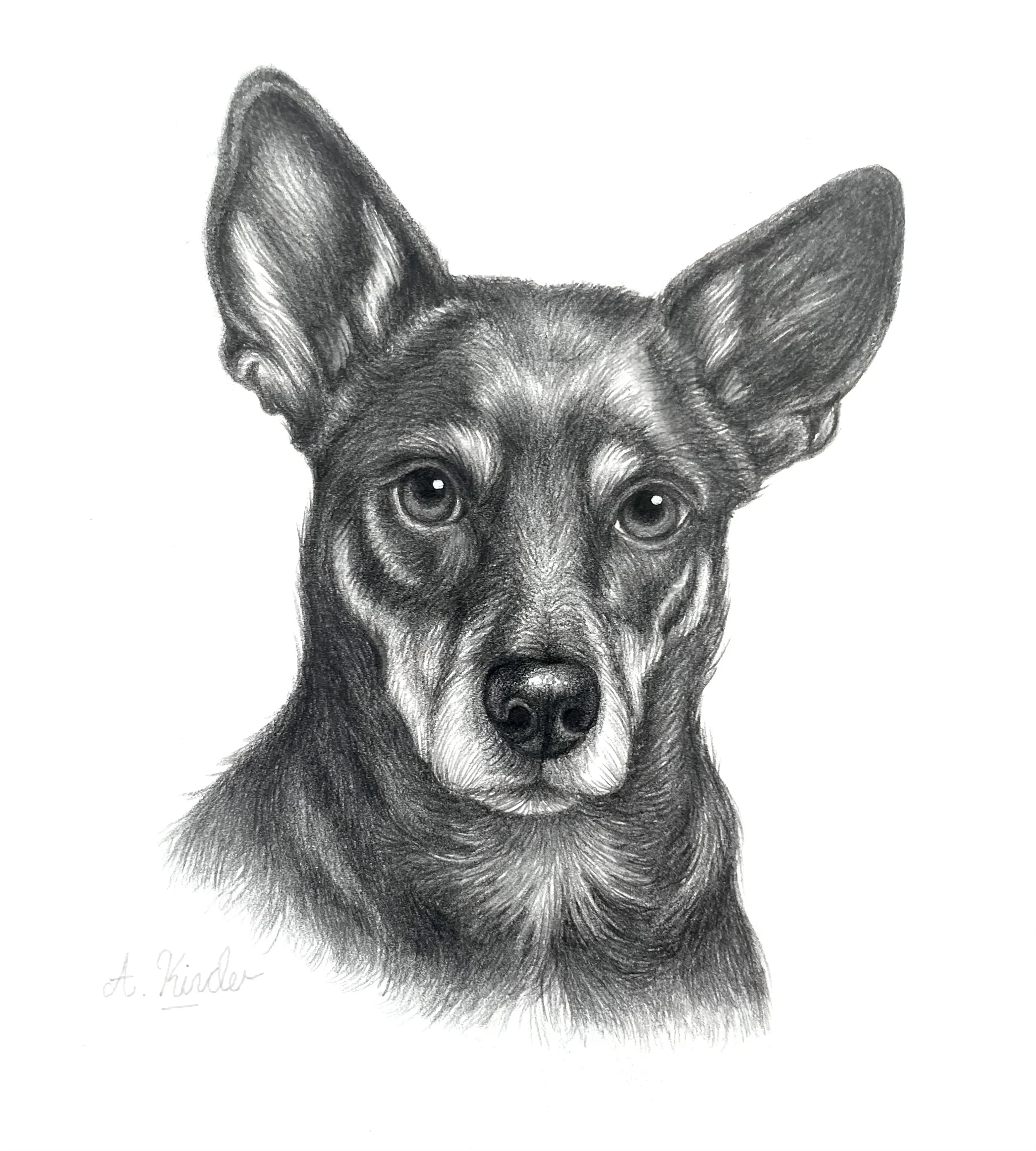 Black and white portrait of a dog with large ears and expressive eyes, drawn with detailed pencil shading.