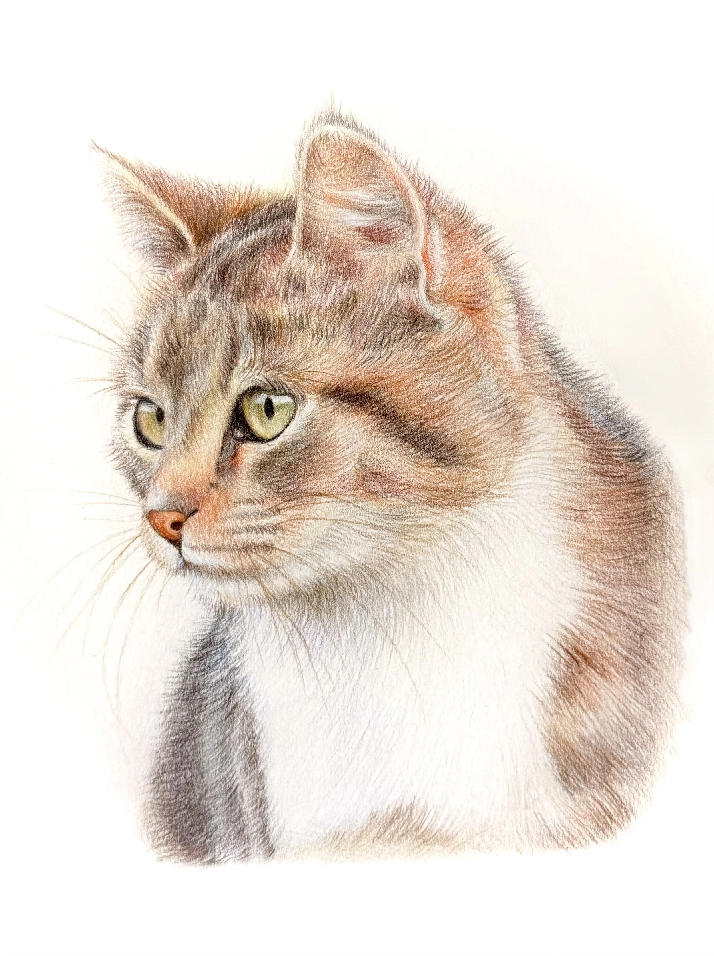 Close-up detailed drawing of a cat's face with green eyes, orange and gray fur, and pink nose, on a white background.