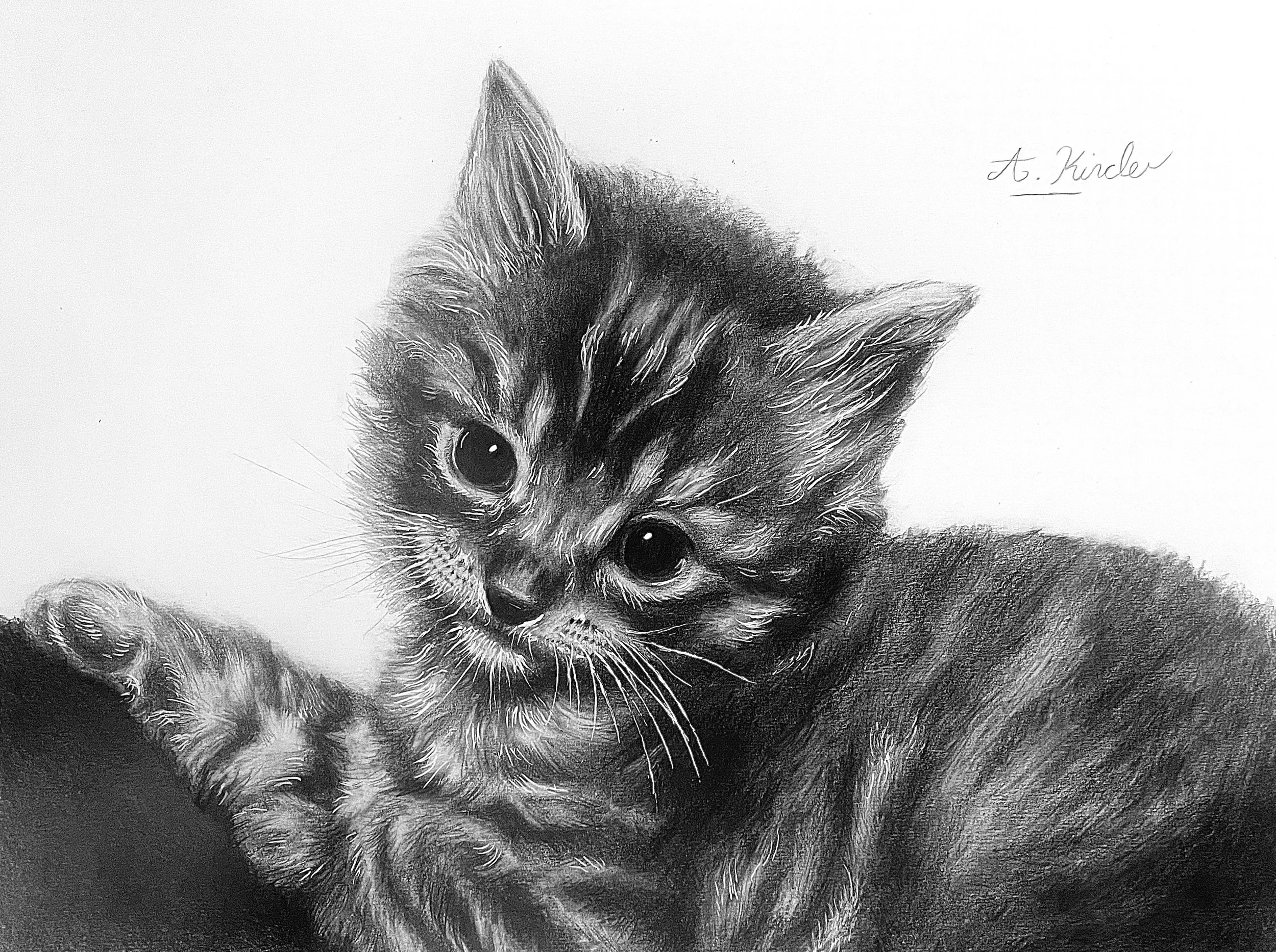 A detailed pencil drawing of a kitten with big, expressive eyes, showing wispy fur, with a signature to the top right.