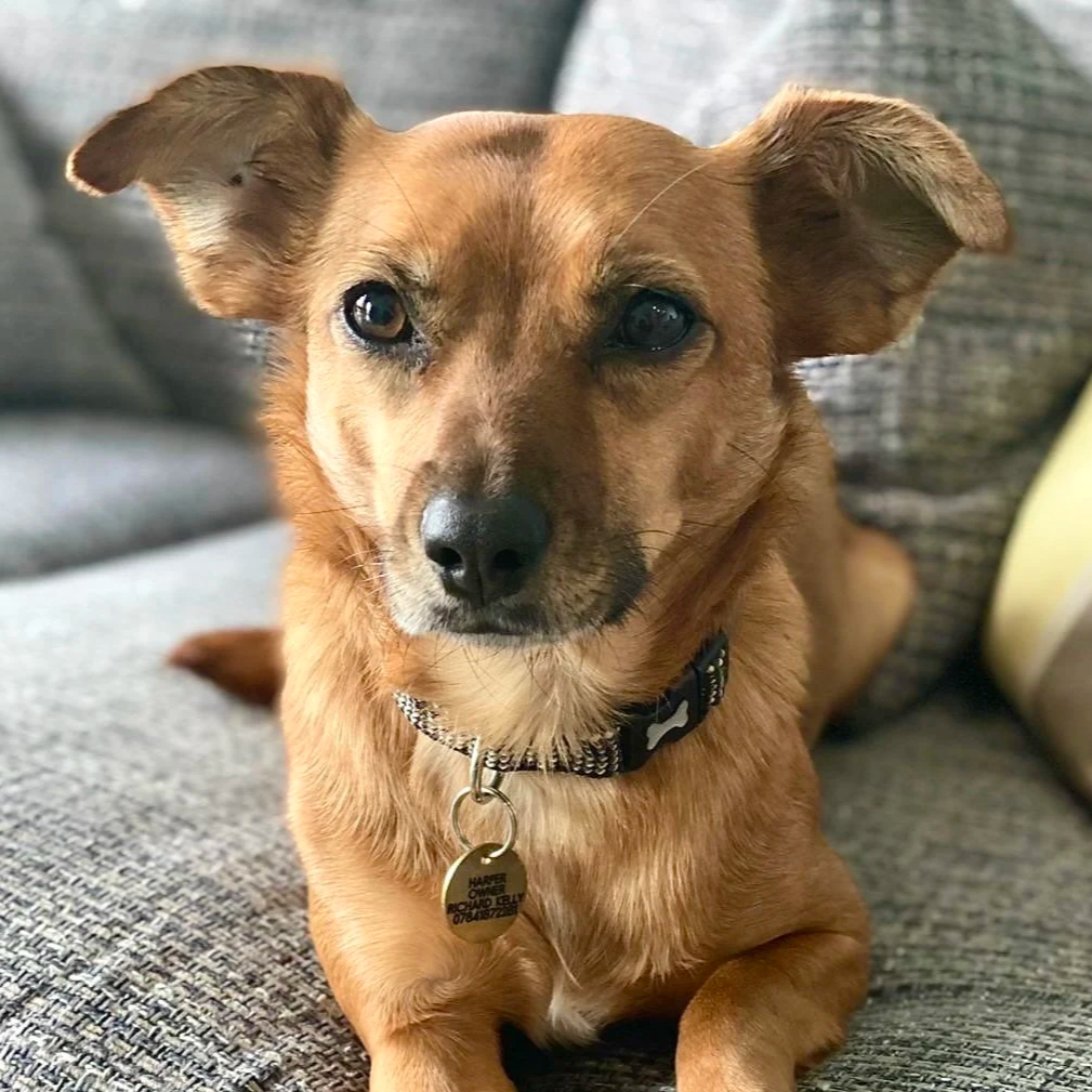 A brown mixed-breed dog with one eye squinting and one eye open, laying on a gray couch.