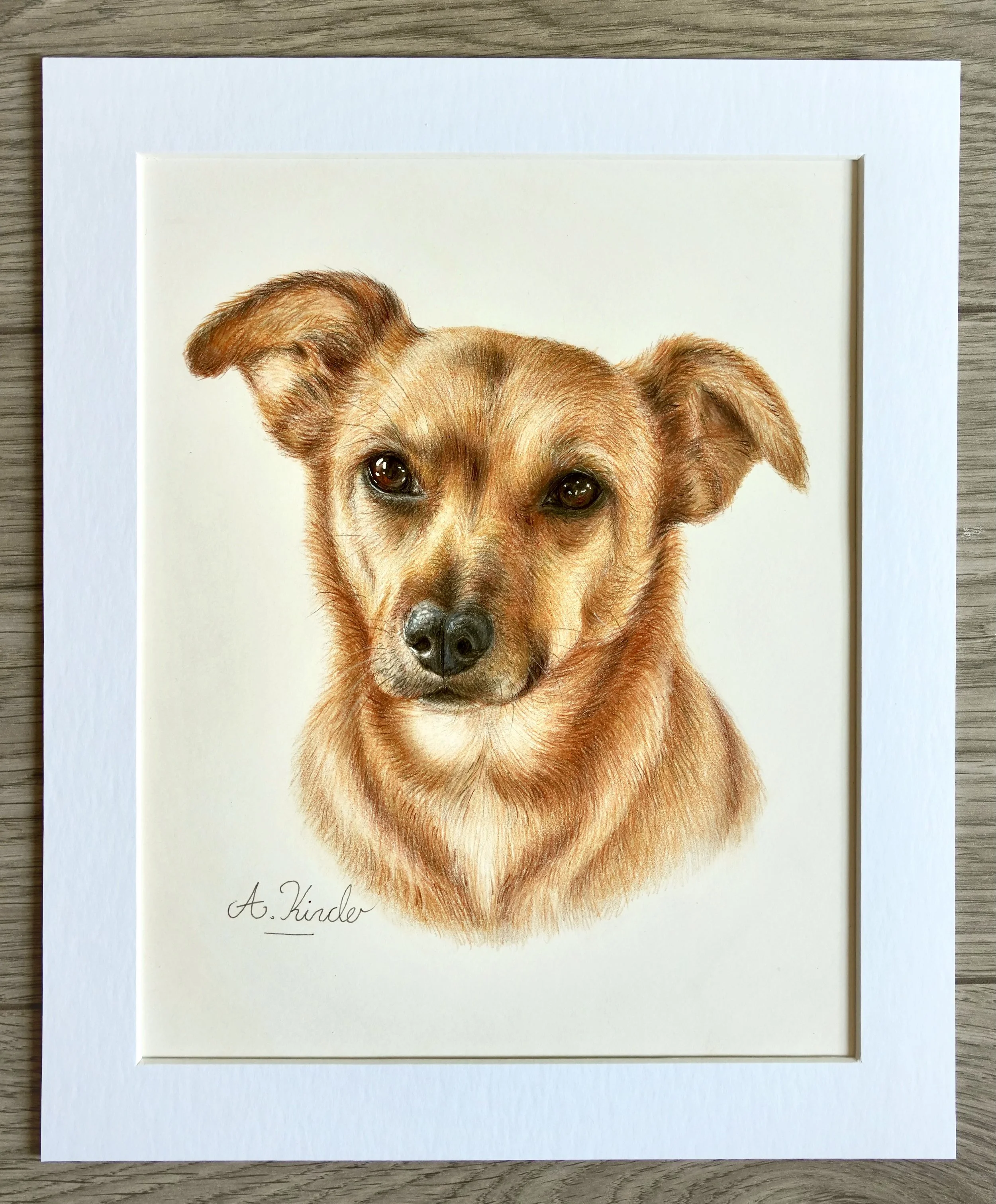 Coloured Pencil Pet Portrait