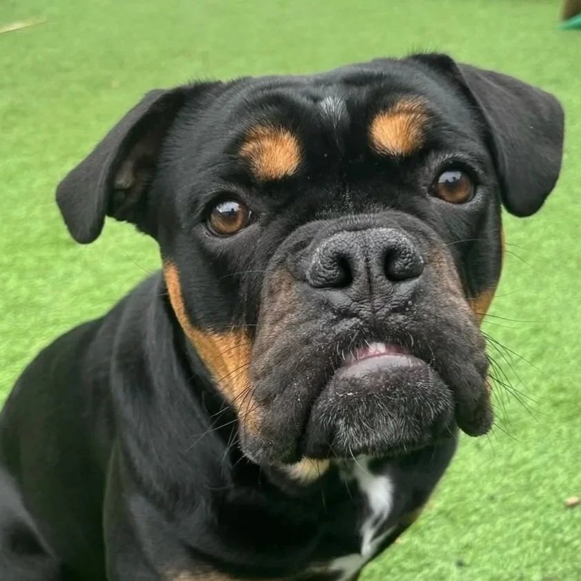 Close-up of a black and tan dog with a broad face and droopy expression, standing on green grass.