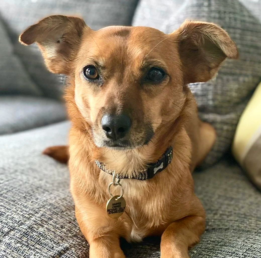 A small brown dog with a black nose, sitting on a gray couch, looking directly at the camera. The dog has a collar with a tag.