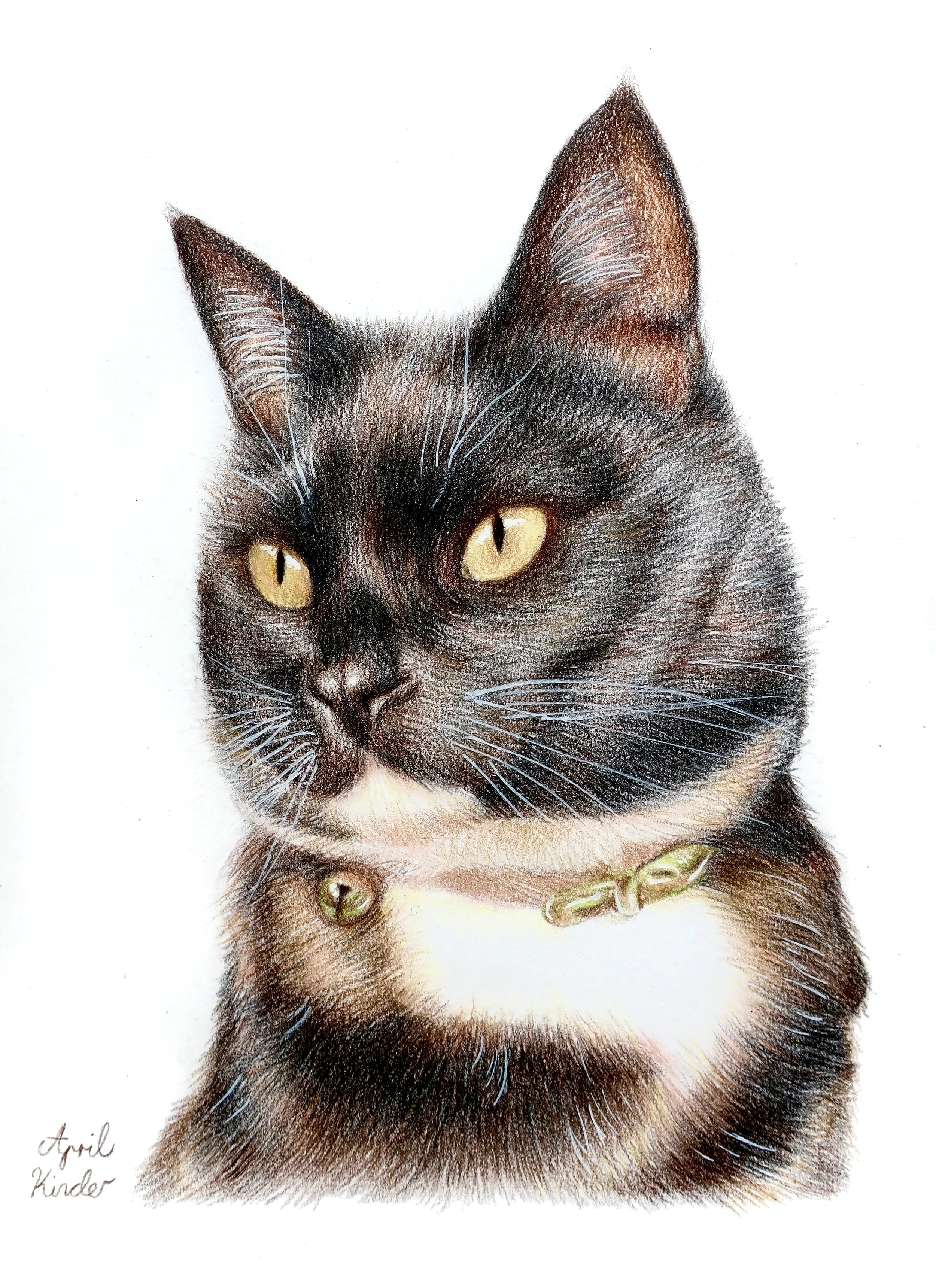 Colorful, detailed illustration of black cat with yellow eyes, wearing a green collar. Signed by artist in the bottom left corner.