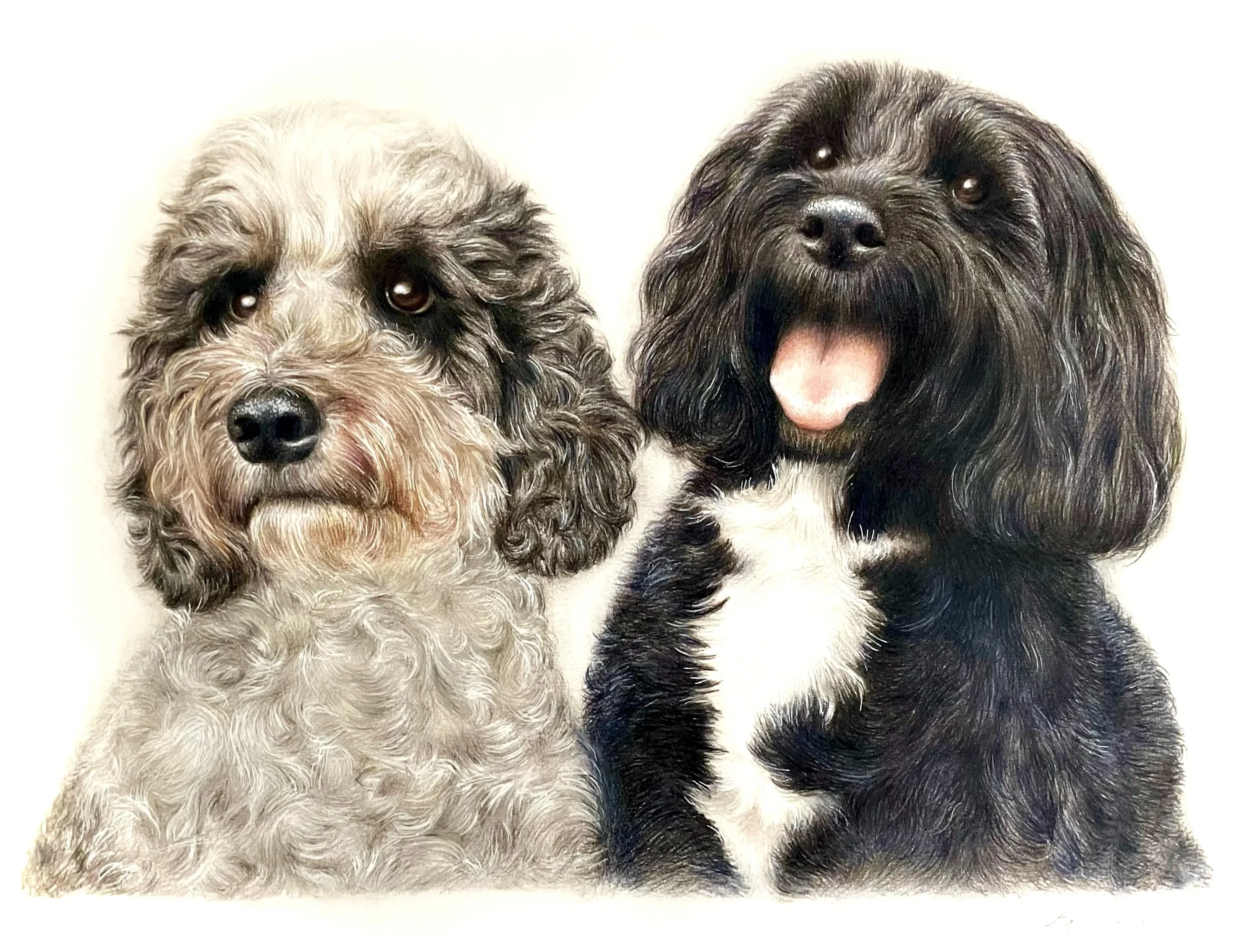 Molly & Frank - A4 Coloured Pencil