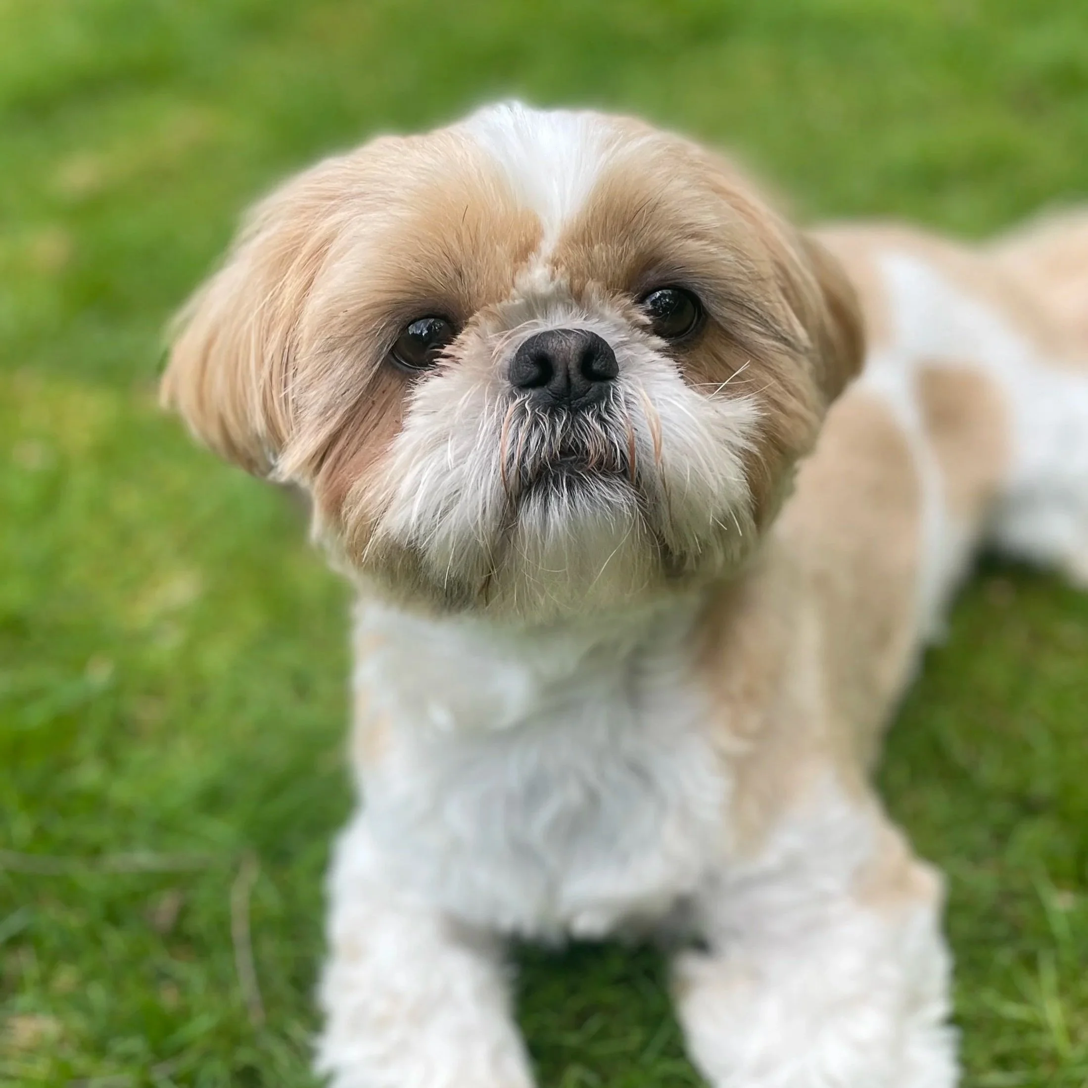 Close-up of a small dog with tan and white fur, large dark eyes, and a black nose, lying on green grass. The background is blurred.
