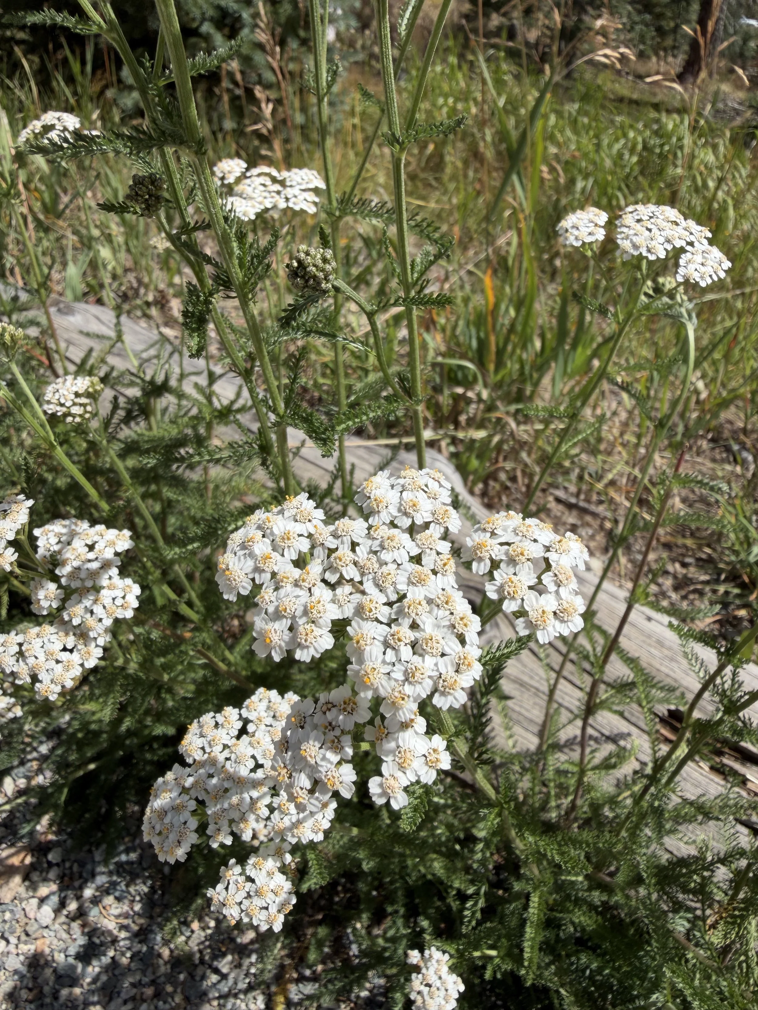 Monarch Whites