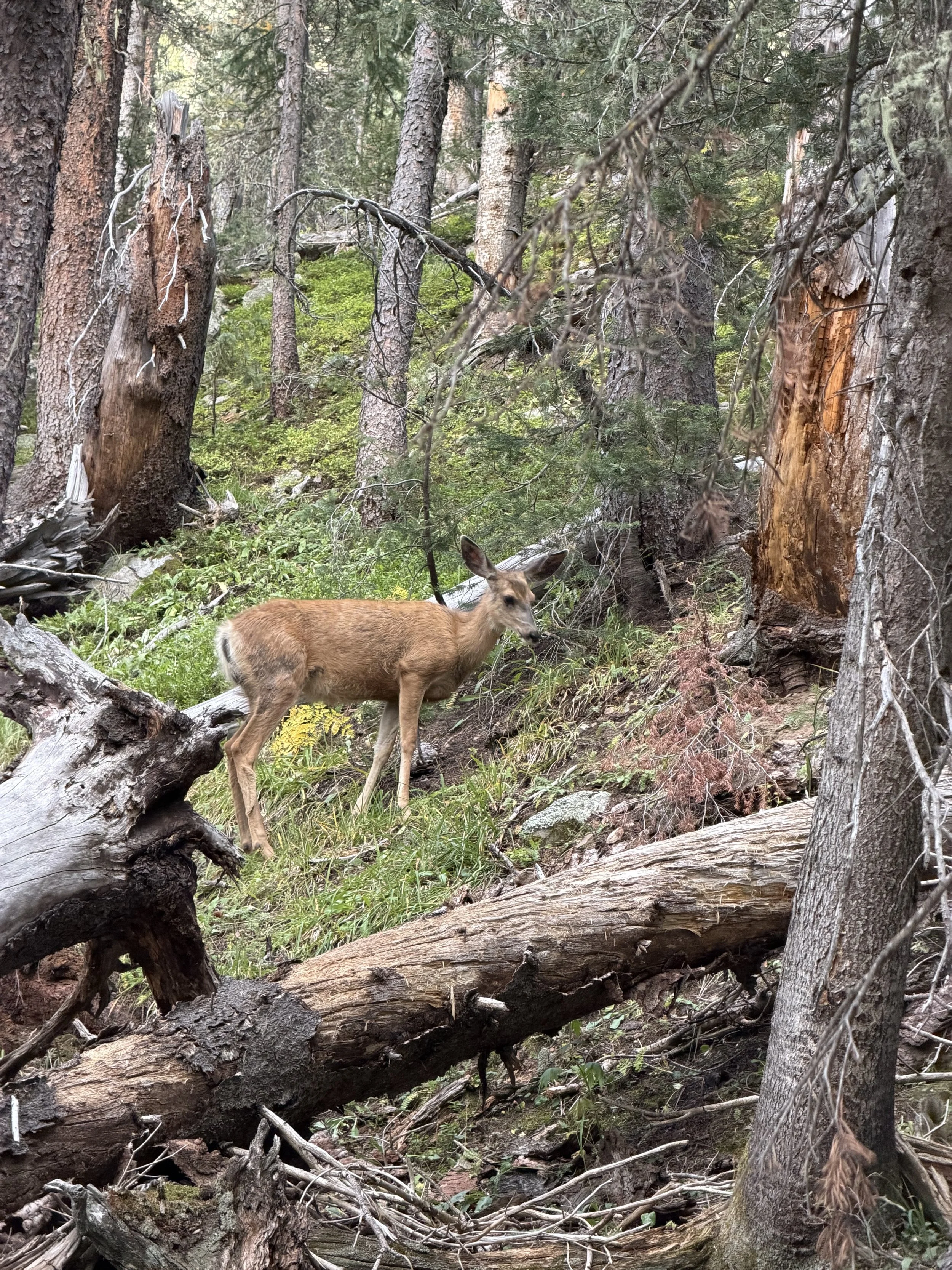 Bambi???