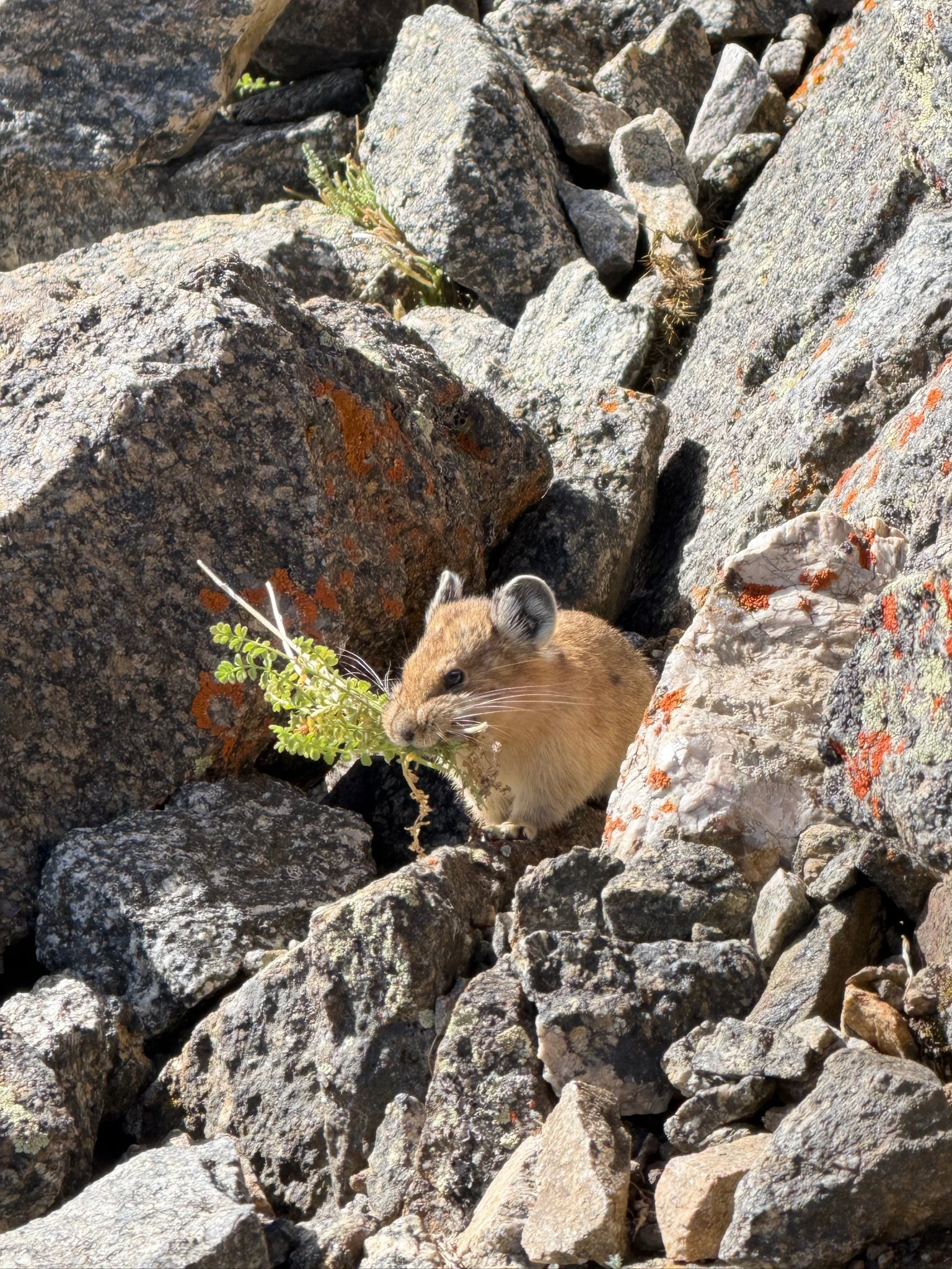 Pika Pika