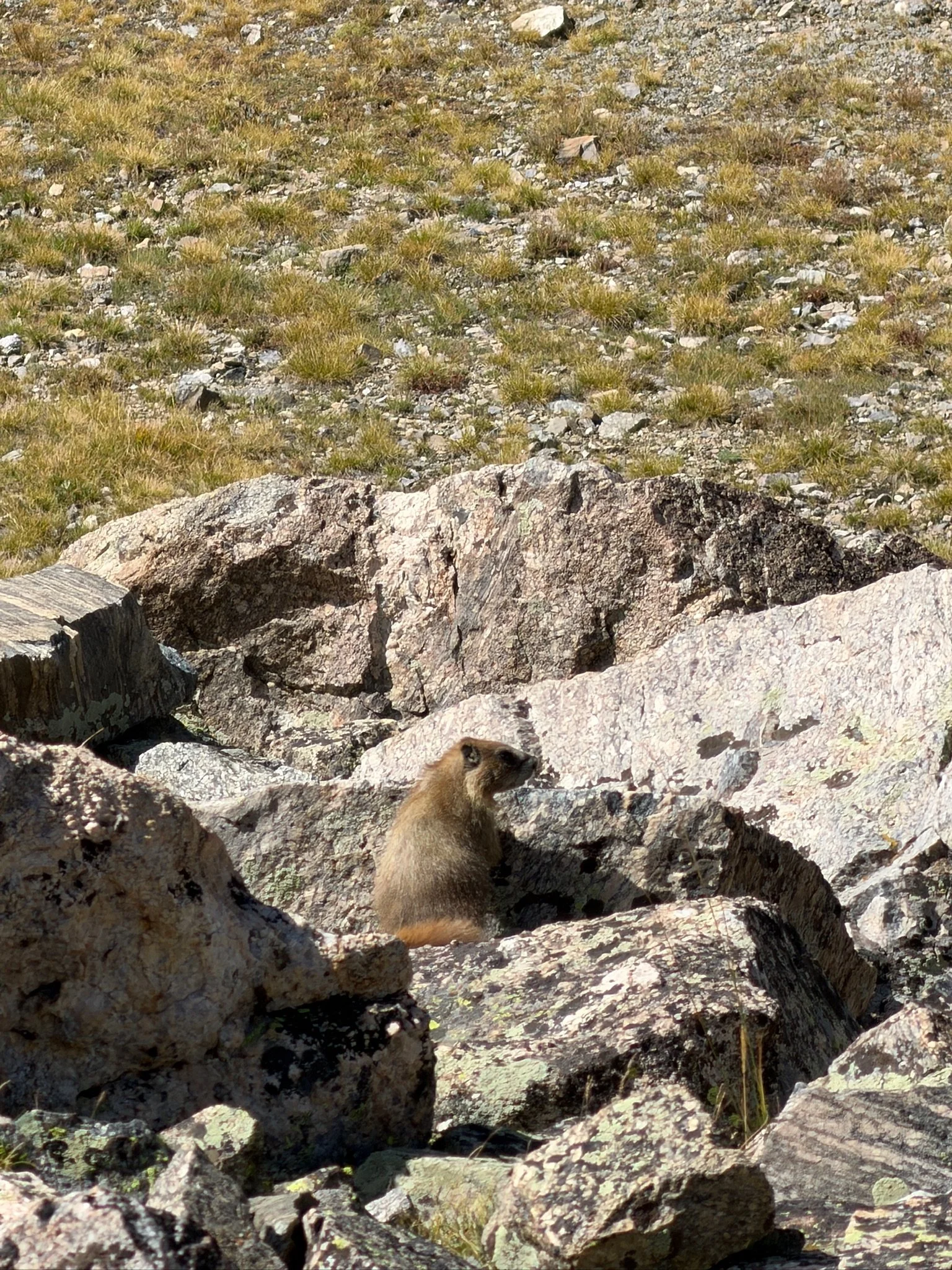 Marmot
