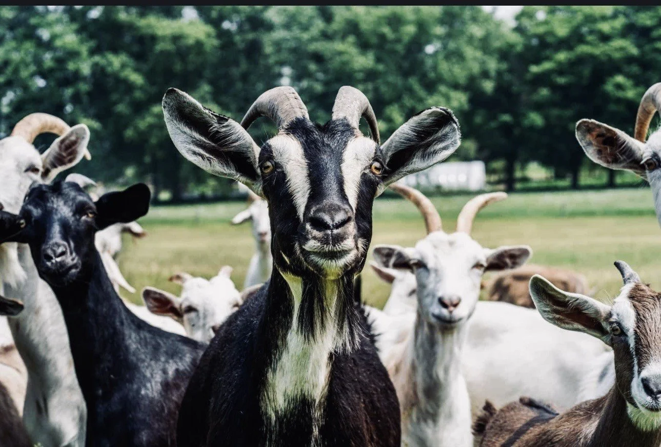 A group of goats, with one black and white goat in the center looking directly at the camera, outdoors in a grassy area with trees in the background.