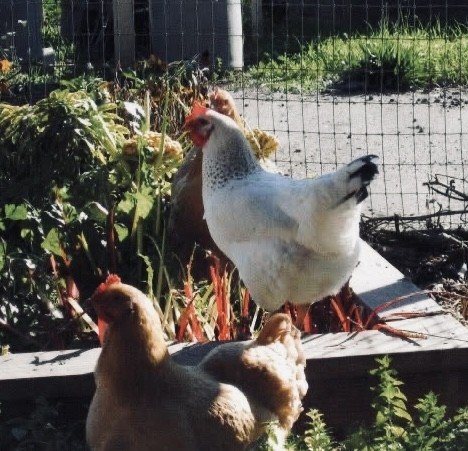 A white chicken and two brown hens outside near a wire fence with greenery in the background.