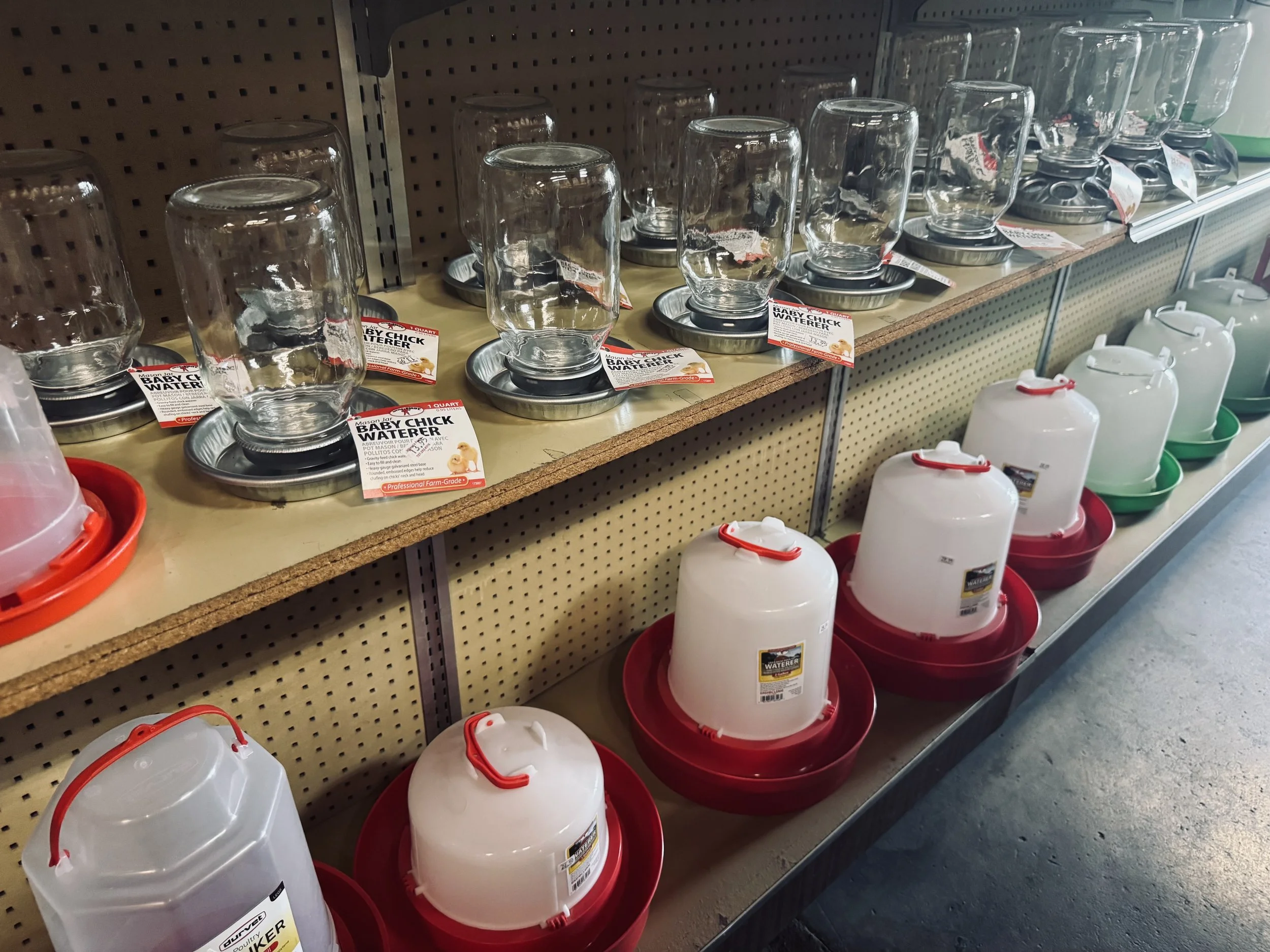 A store shelf displaying glass waterer bottles for poultry, arranged upside down in metal trays with various sizes, with white plastic waterer units on the lower shelf.