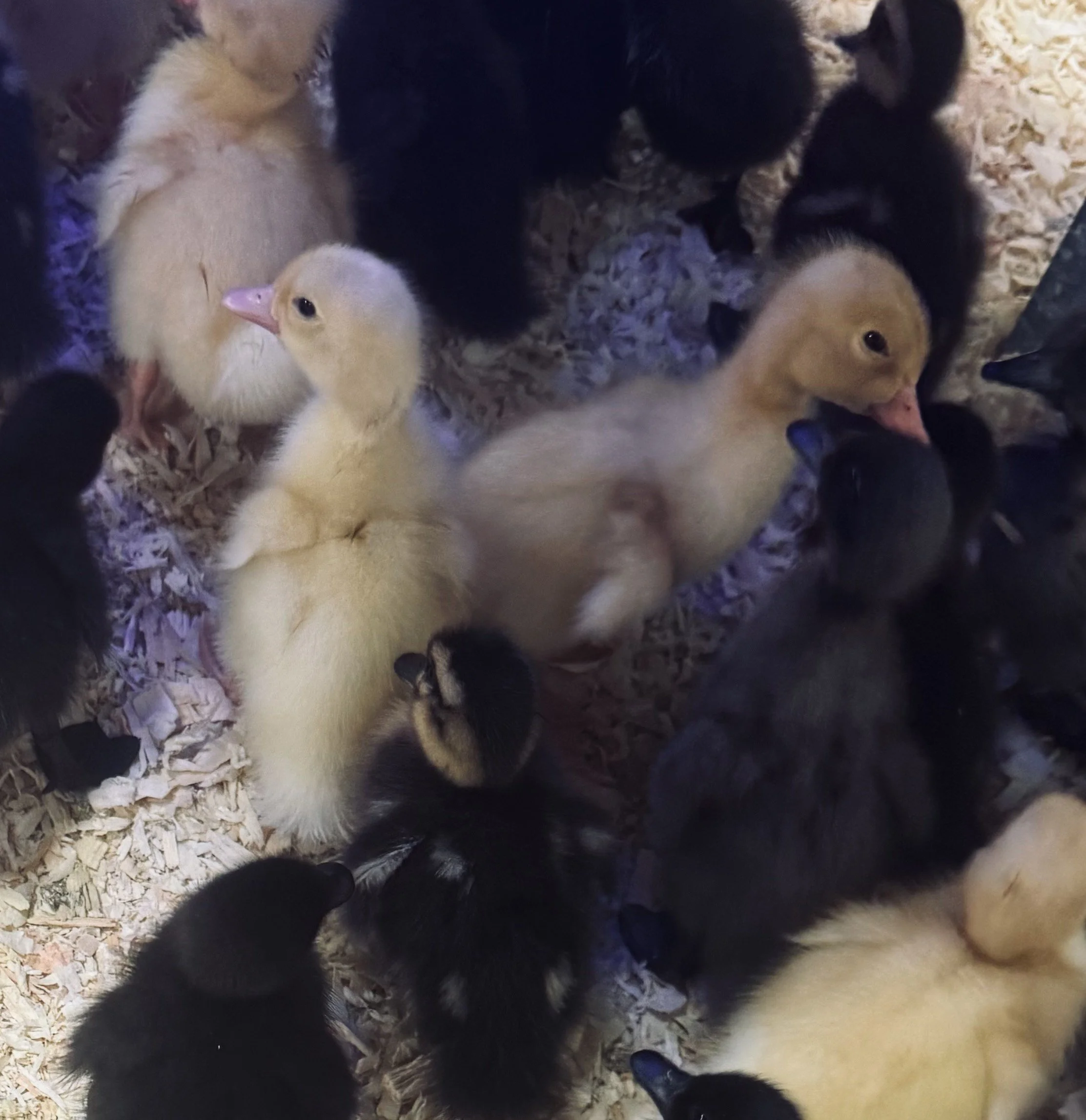 Group of ducklings, with some being black and yellow, gathered closely together on bedding of wood shavings.