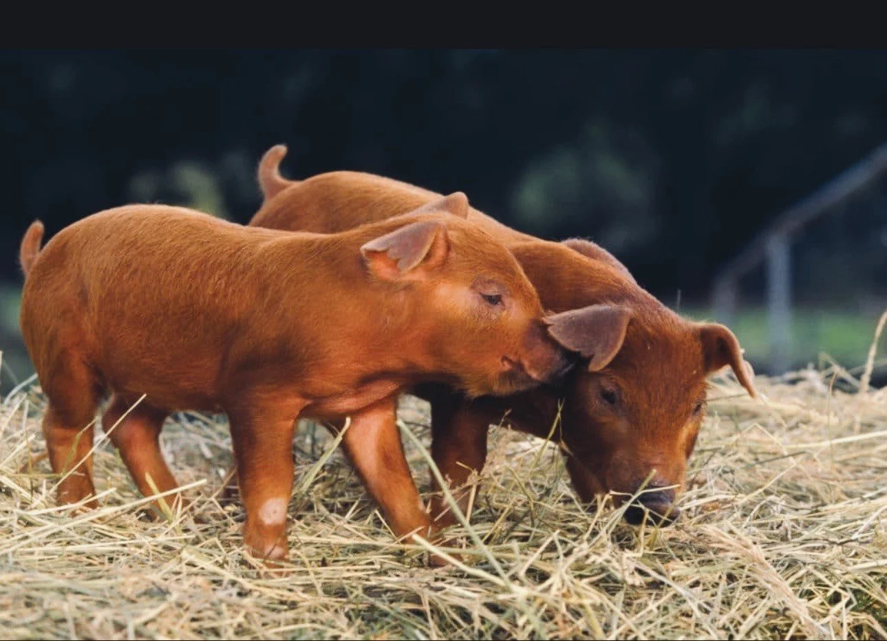 Three piglets with reddish-brown fur snuggling together in a bed of straw on a farm.