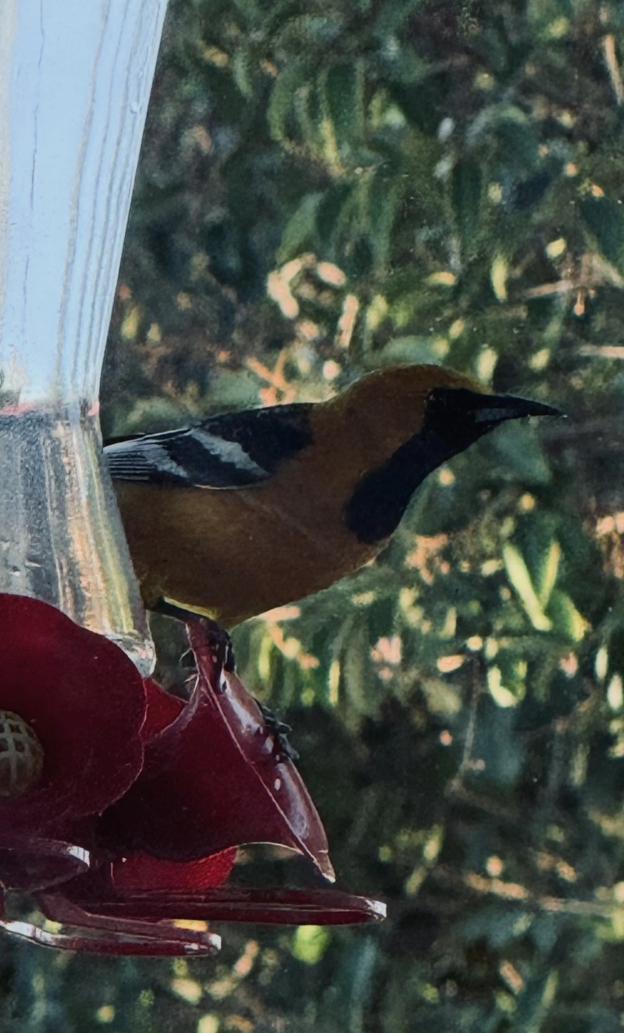 Colorful bird perched on greenery, visible alongside red berries.