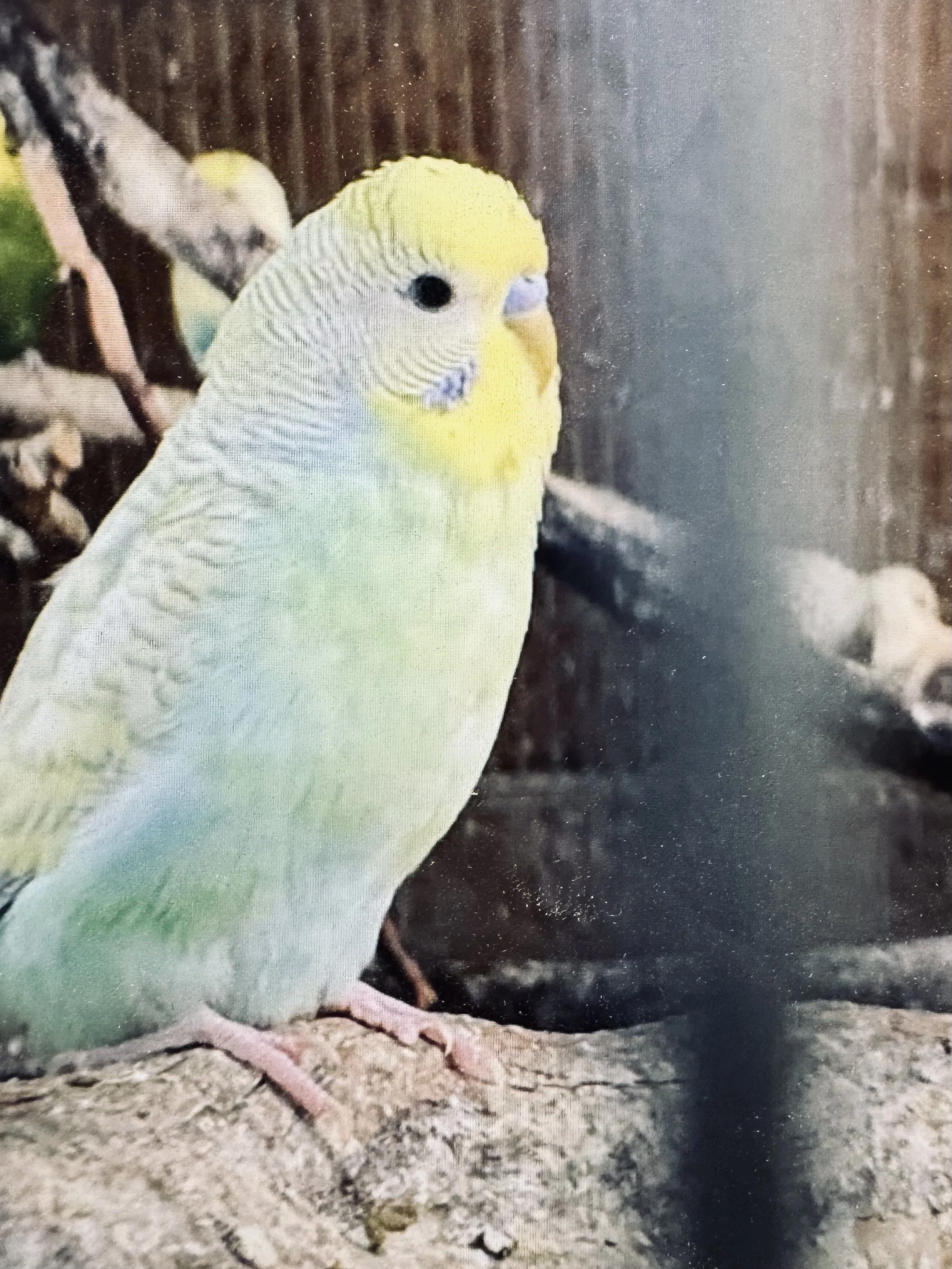 A yellow and white budgerigar perched on a textured surface with a dark background.
