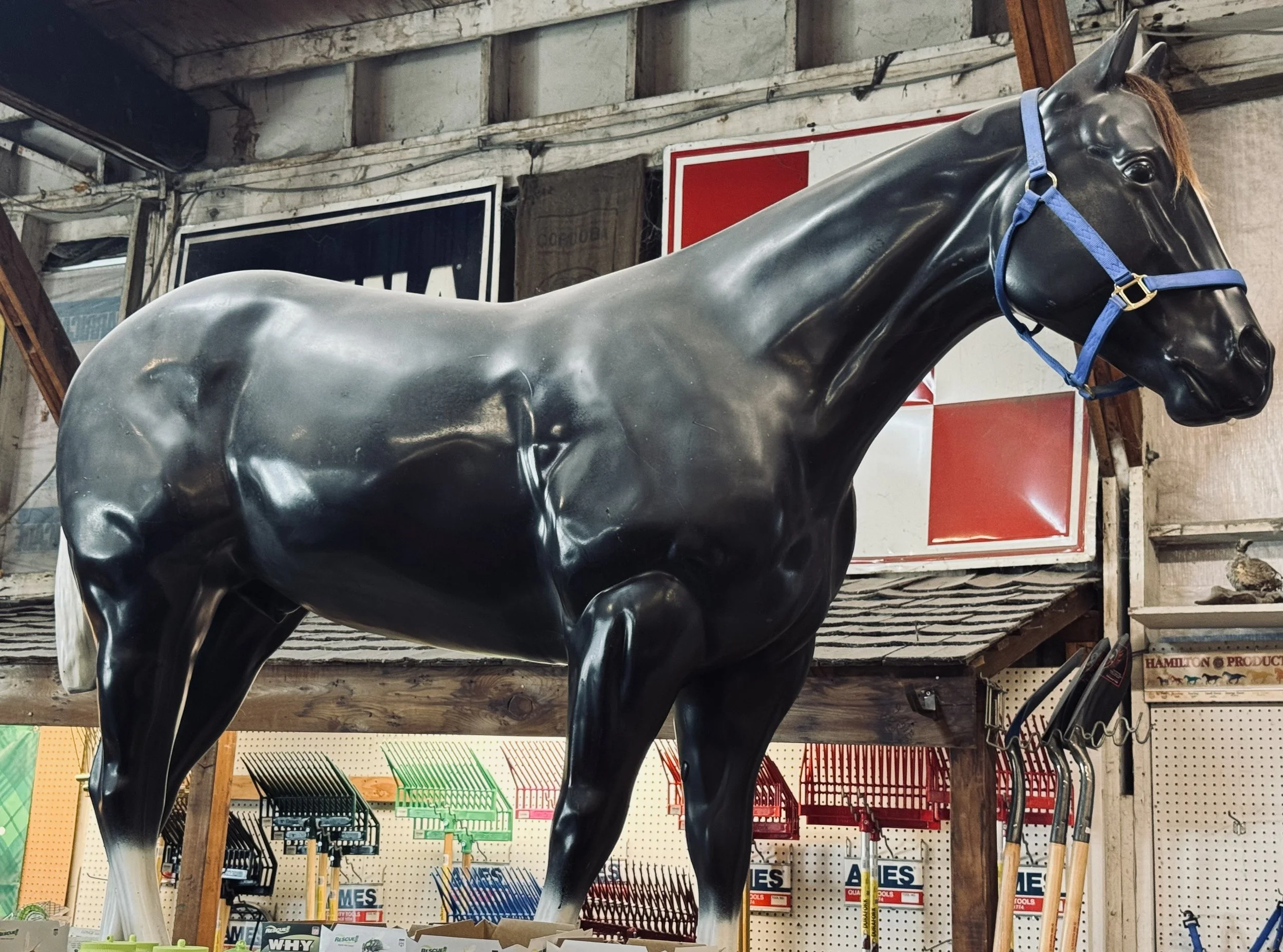 A black horse statue with a brown mane wearing a blue halter, set against a rustic store interior with shelves of gardening tools and signs.