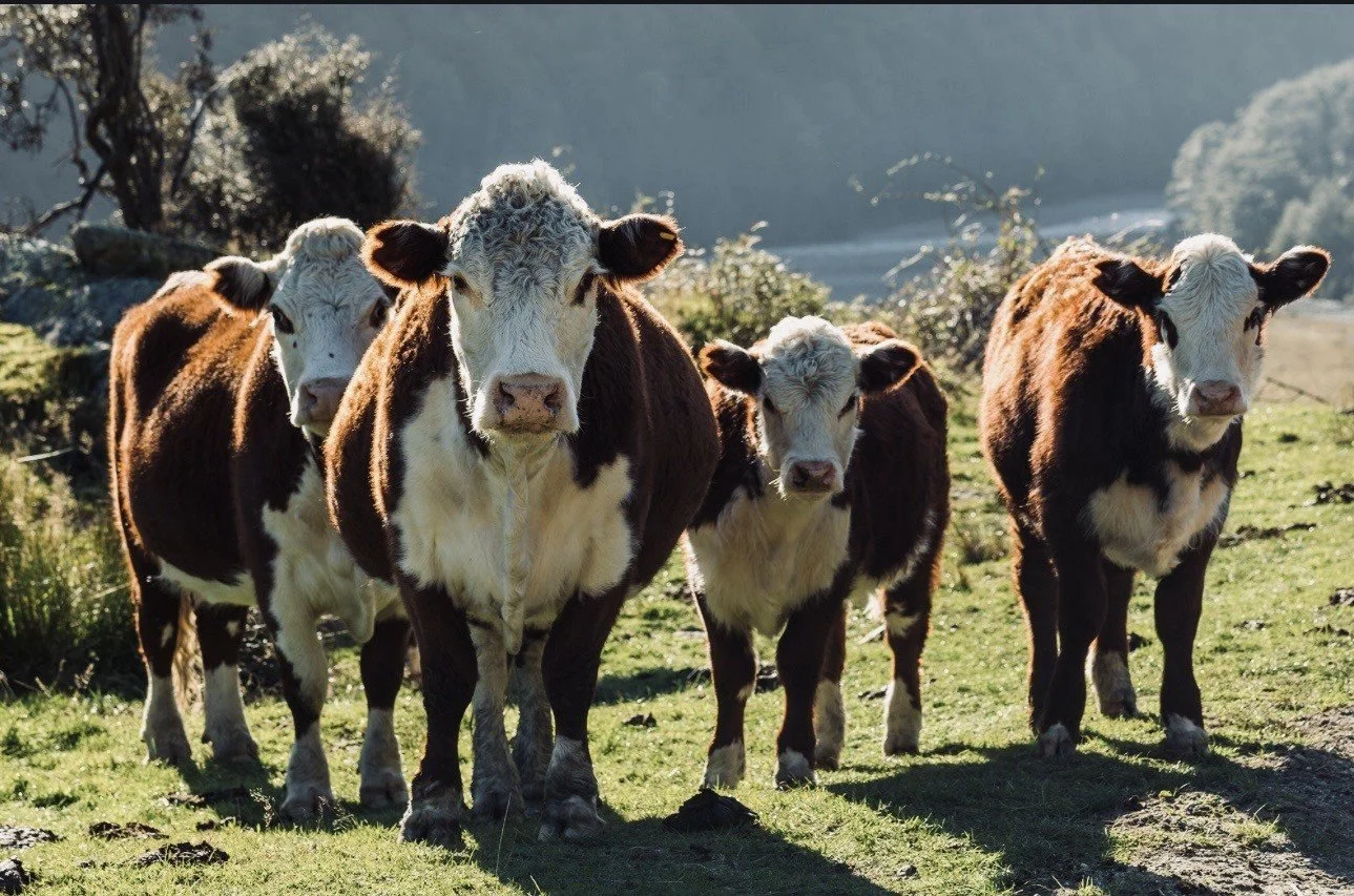 A herd of five calves with brown and white coats standing on green grass in a rural landscape with trees and hills in the background.