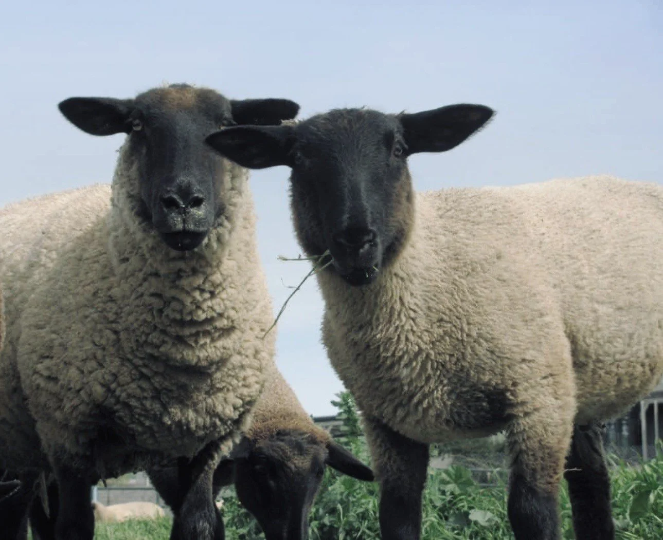 Two black-faced sheep with curly wool standing in a grassy field.