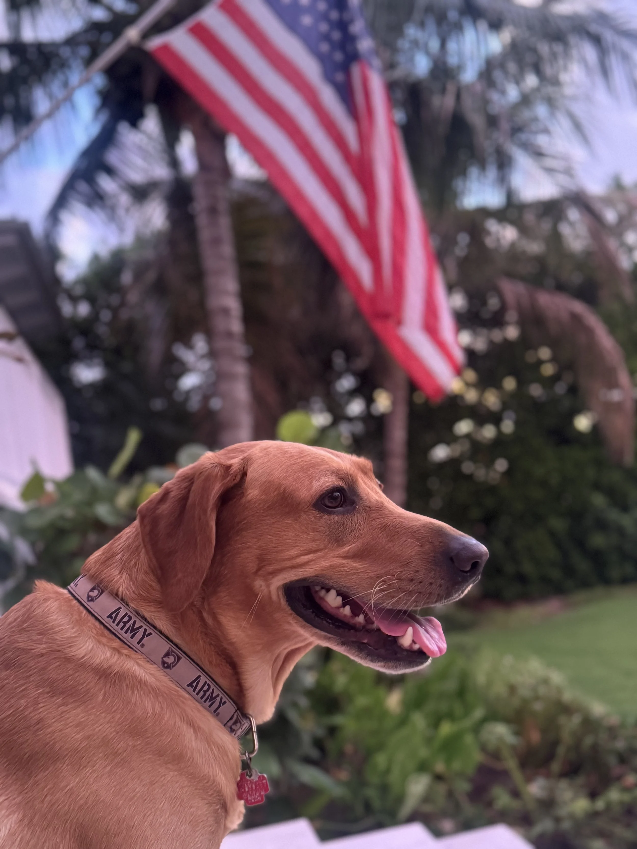 A close-up of a brown dog with a collar that says 'ARMY' and a pink tag, looking to the side with its mouth open and tongue out, outdoors with palm trees and an American flag in the background.