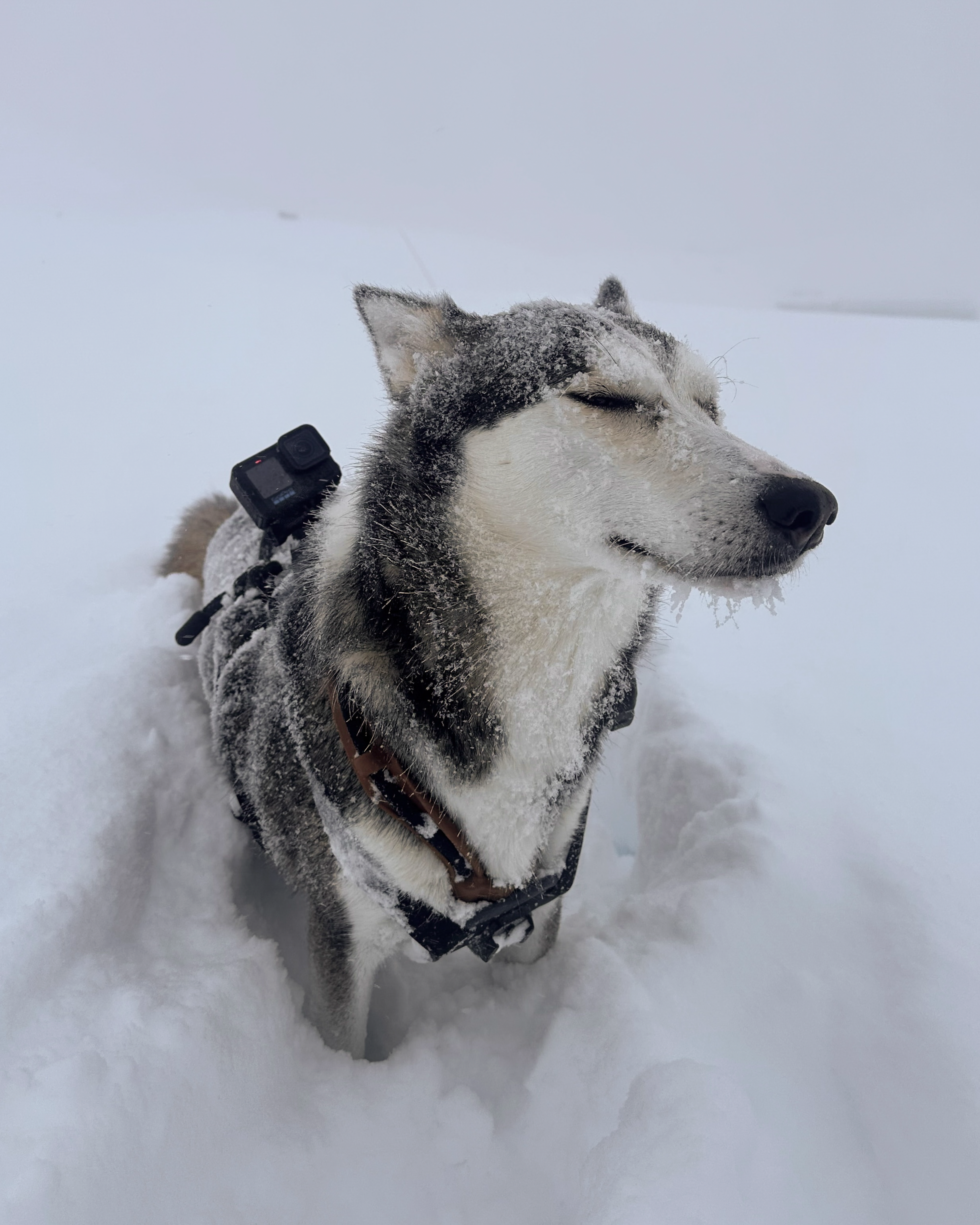 gopro.png