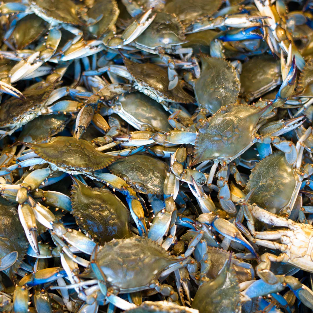 #1 Male Crabs