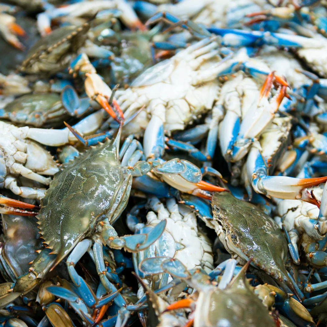 Females (Mixed Sizes)
