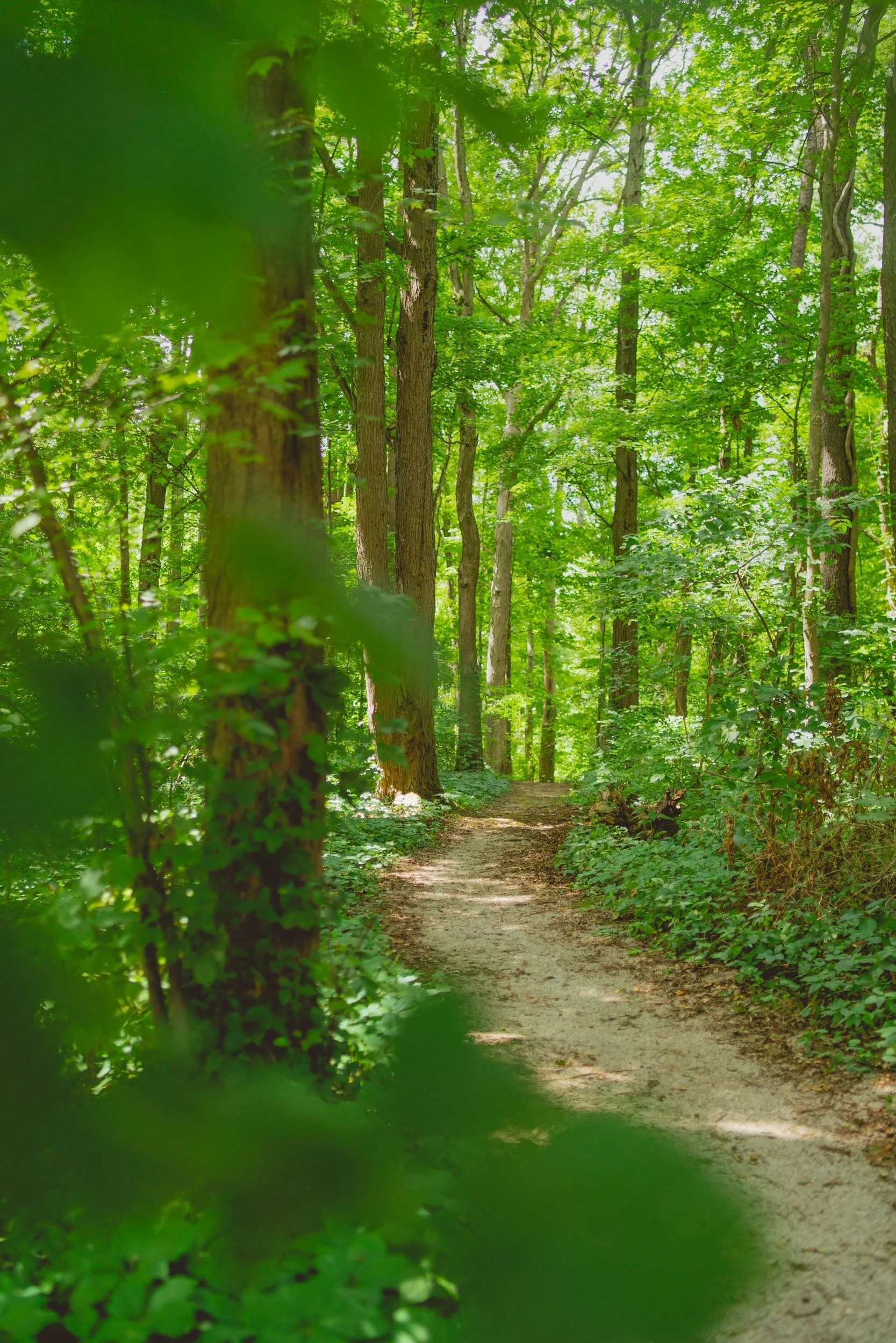 ohio peaceful forest hike