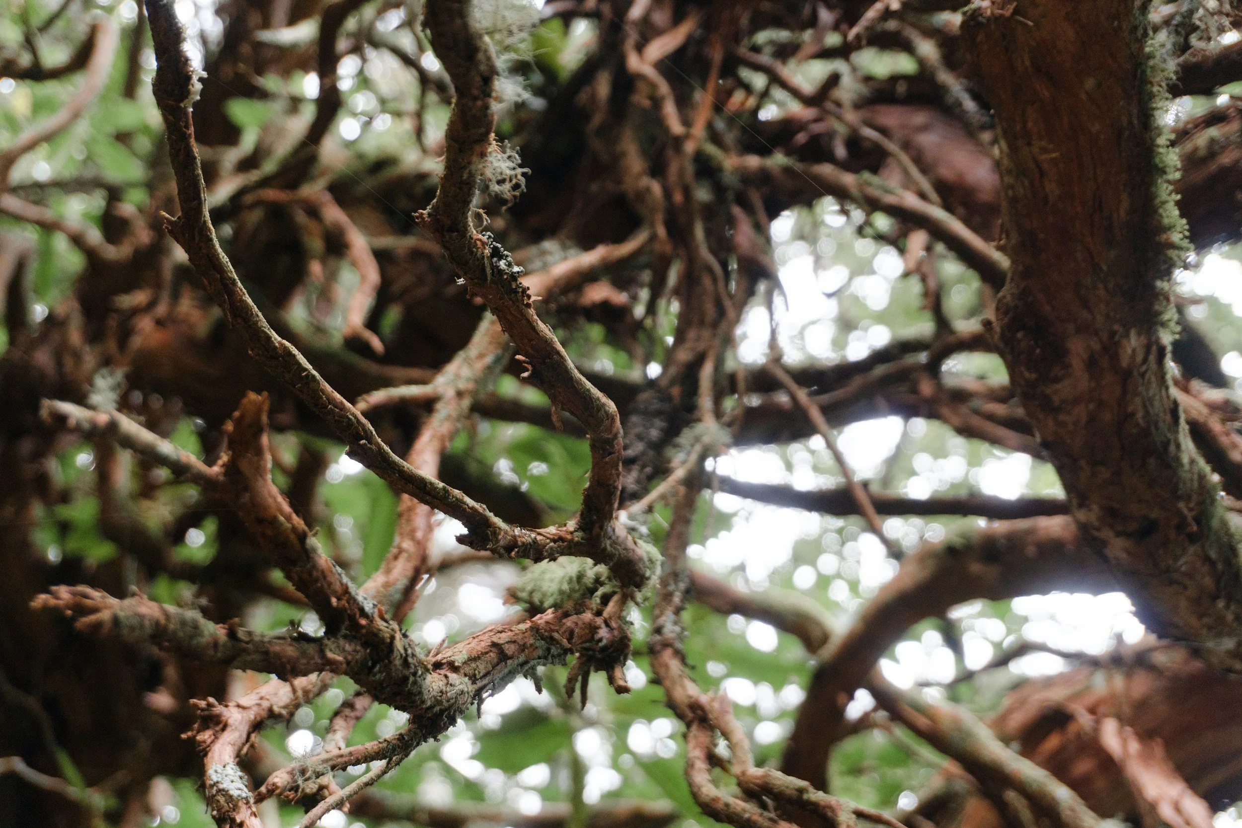 Layered branches