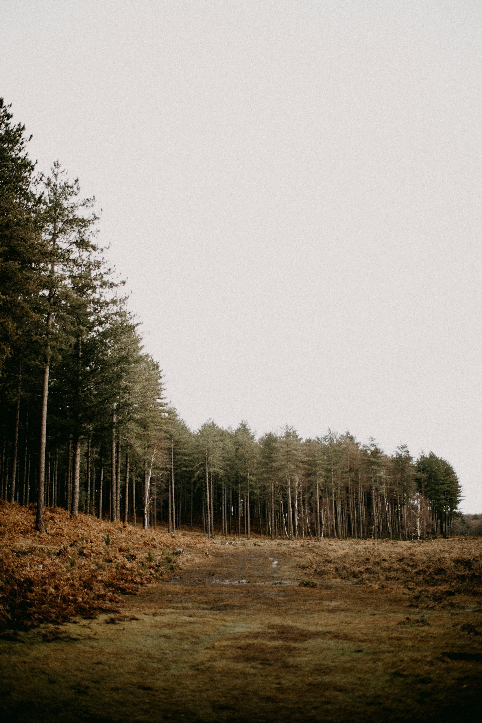 clearing on the edge of a forest