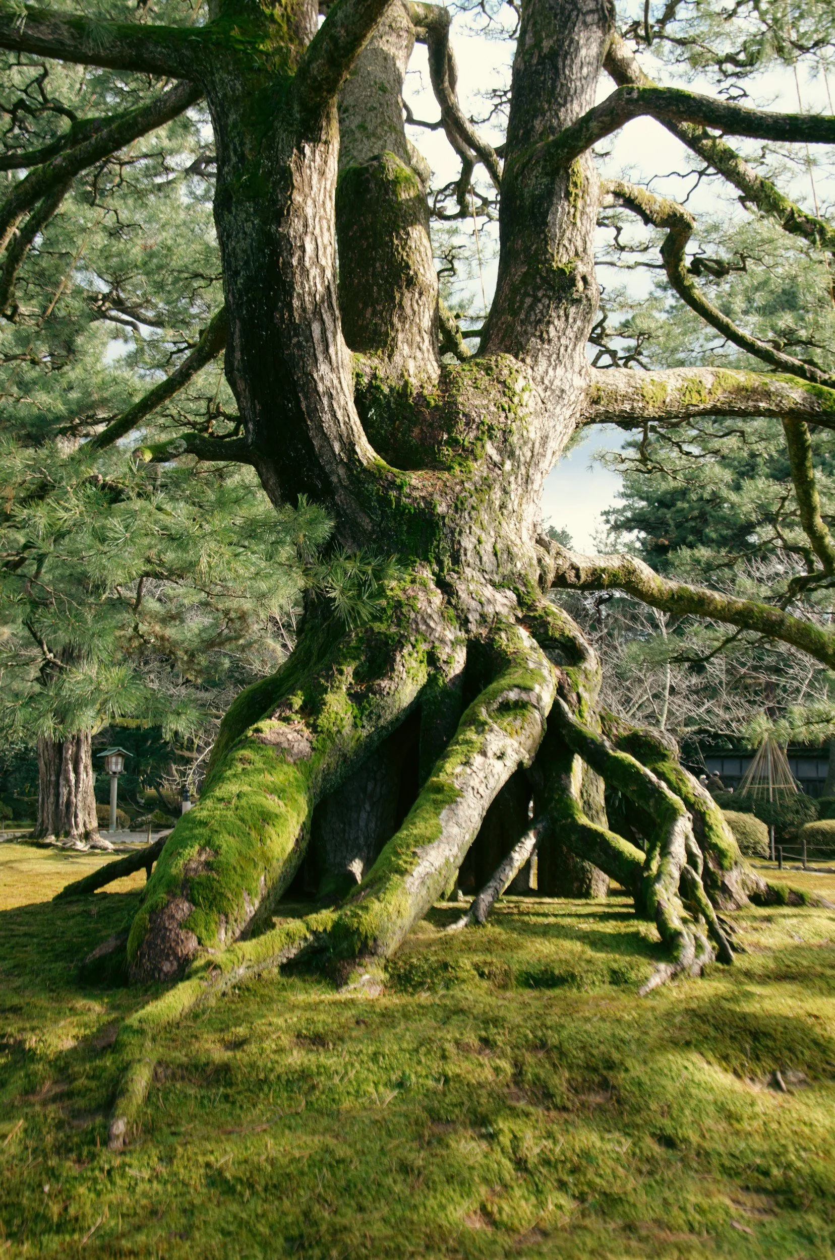 resilient ancient tree representing post traumatic growth