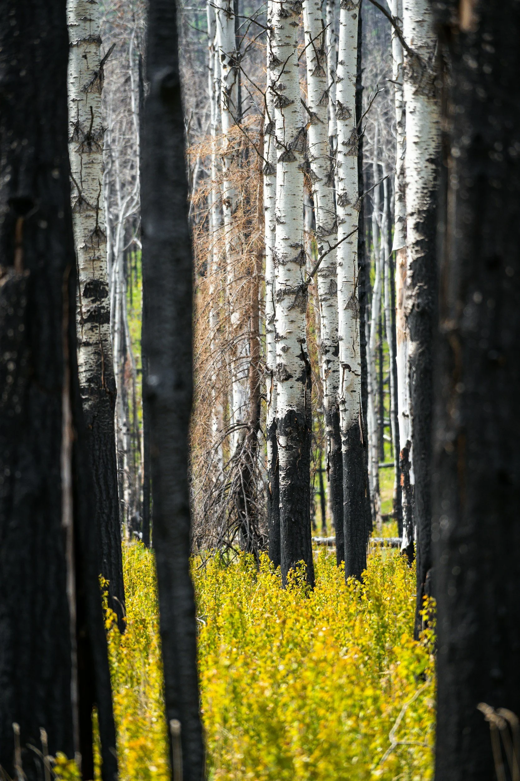 new growth in a burned out forest