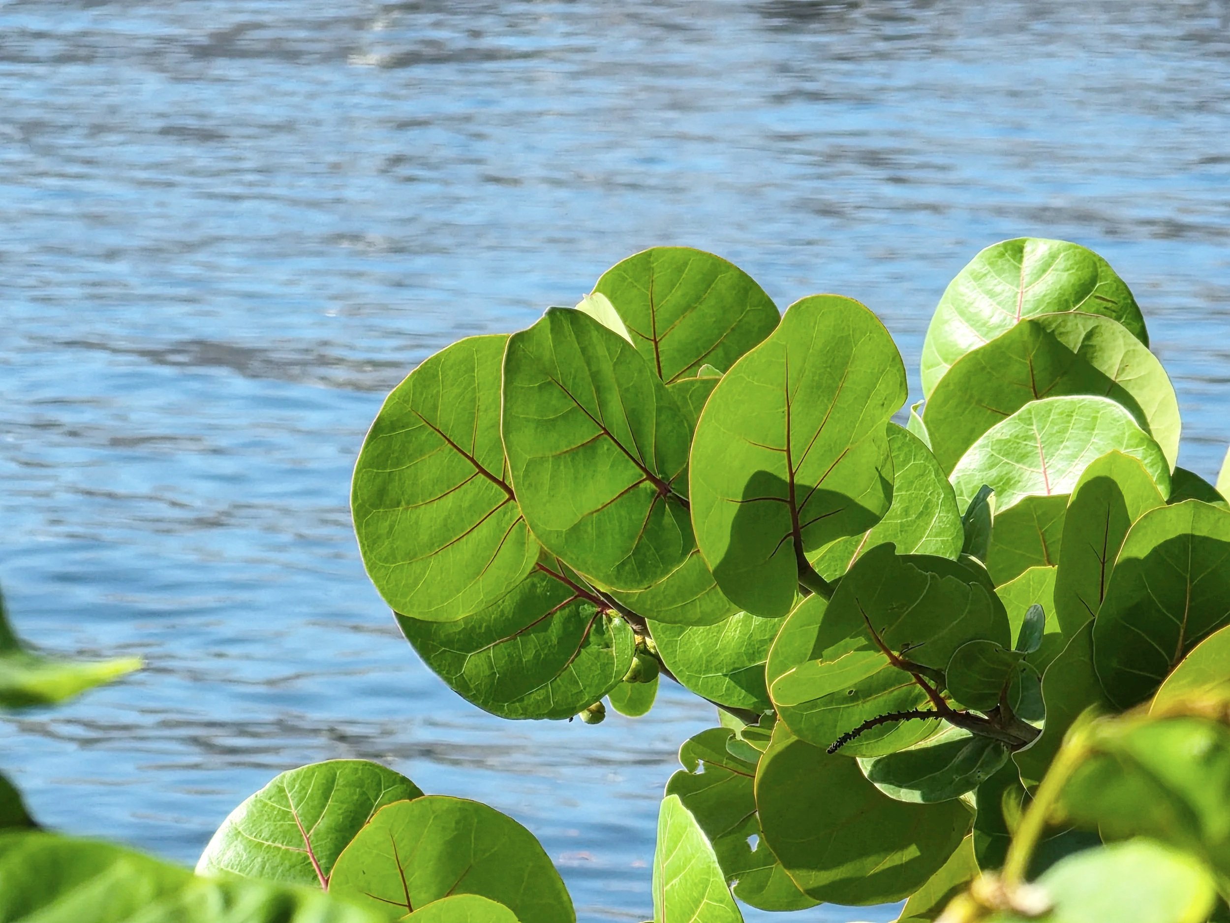 Green leaves with a body of water in the background.