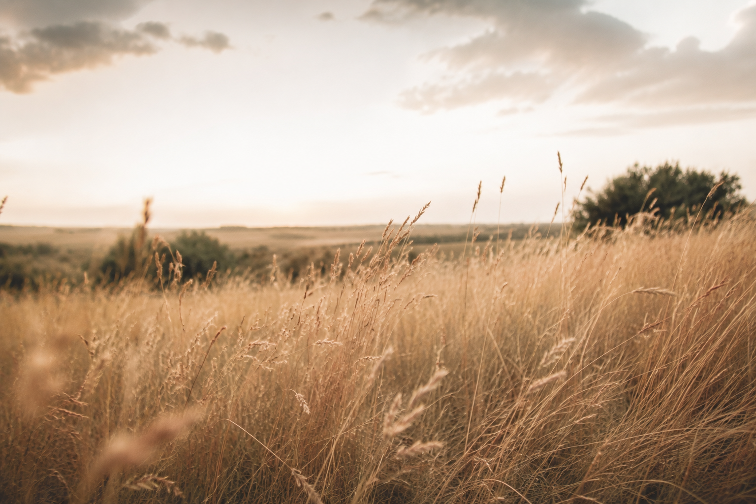 Alberta prairie landscape and open farmland.
