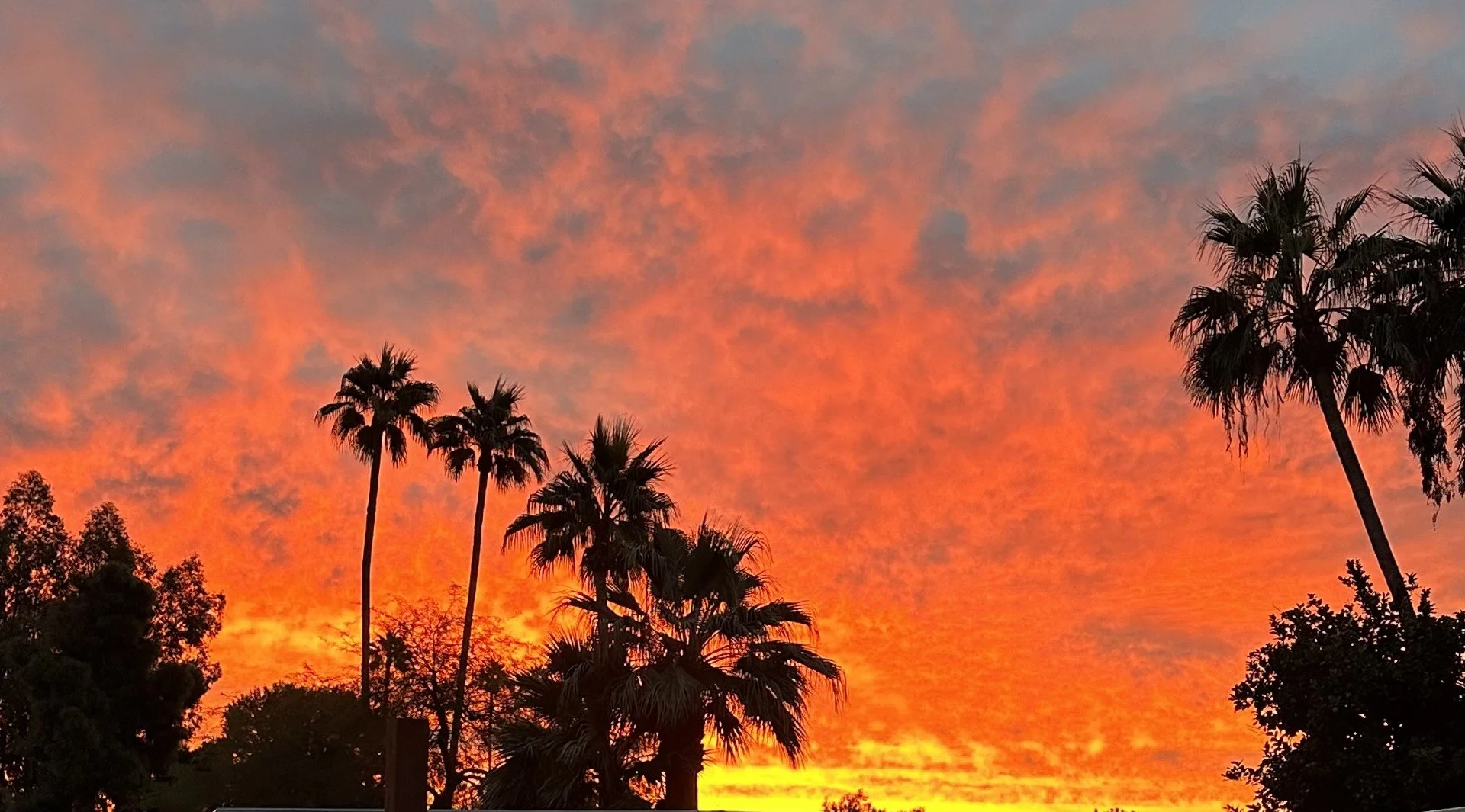 A vibrant sunset with orange, pink, and purple clouds, silhouetted palm trees and other trees in the foreground.