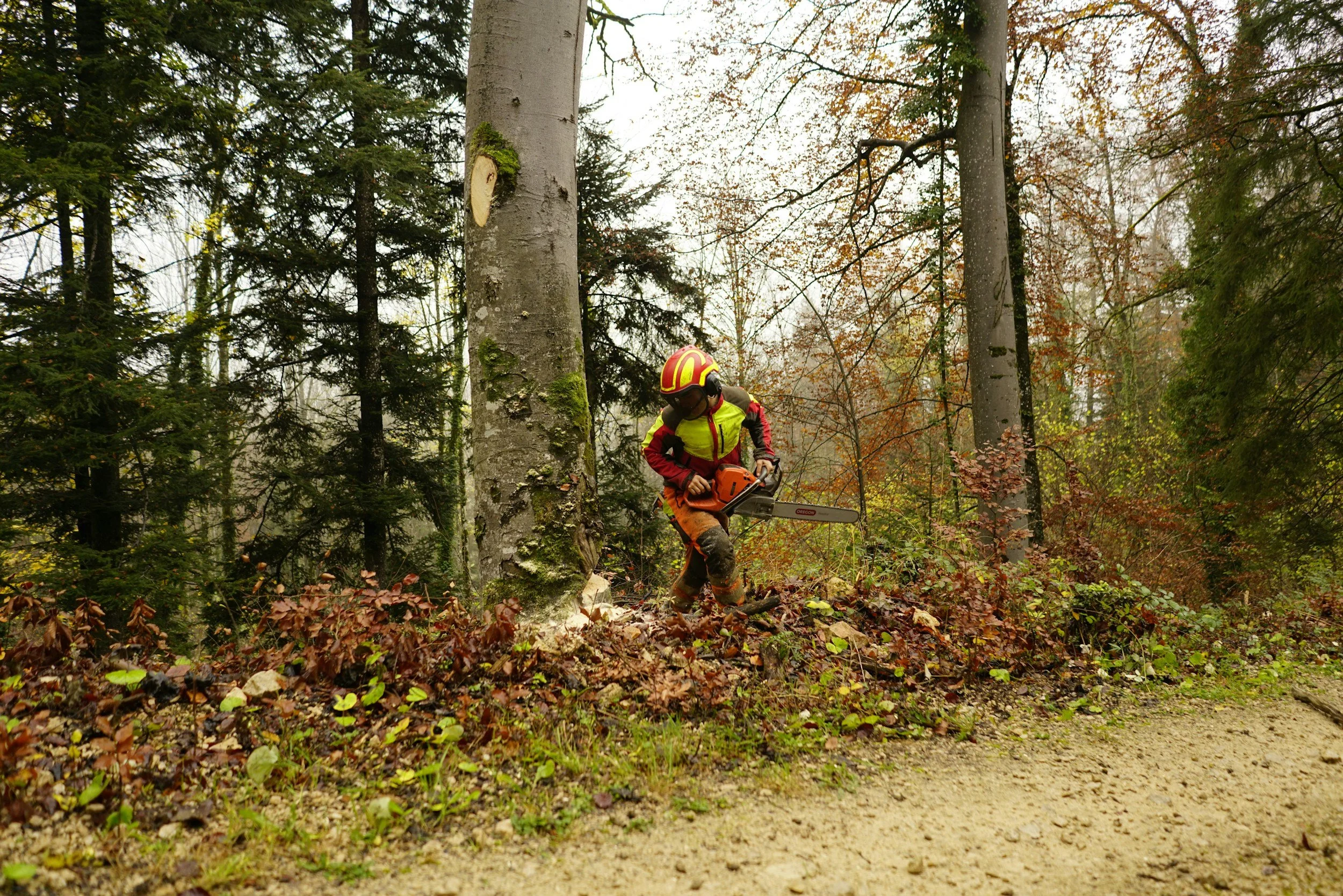 A person wearing safety gear and a helmet is cutting down a tree in a forested area with a chainsaw.