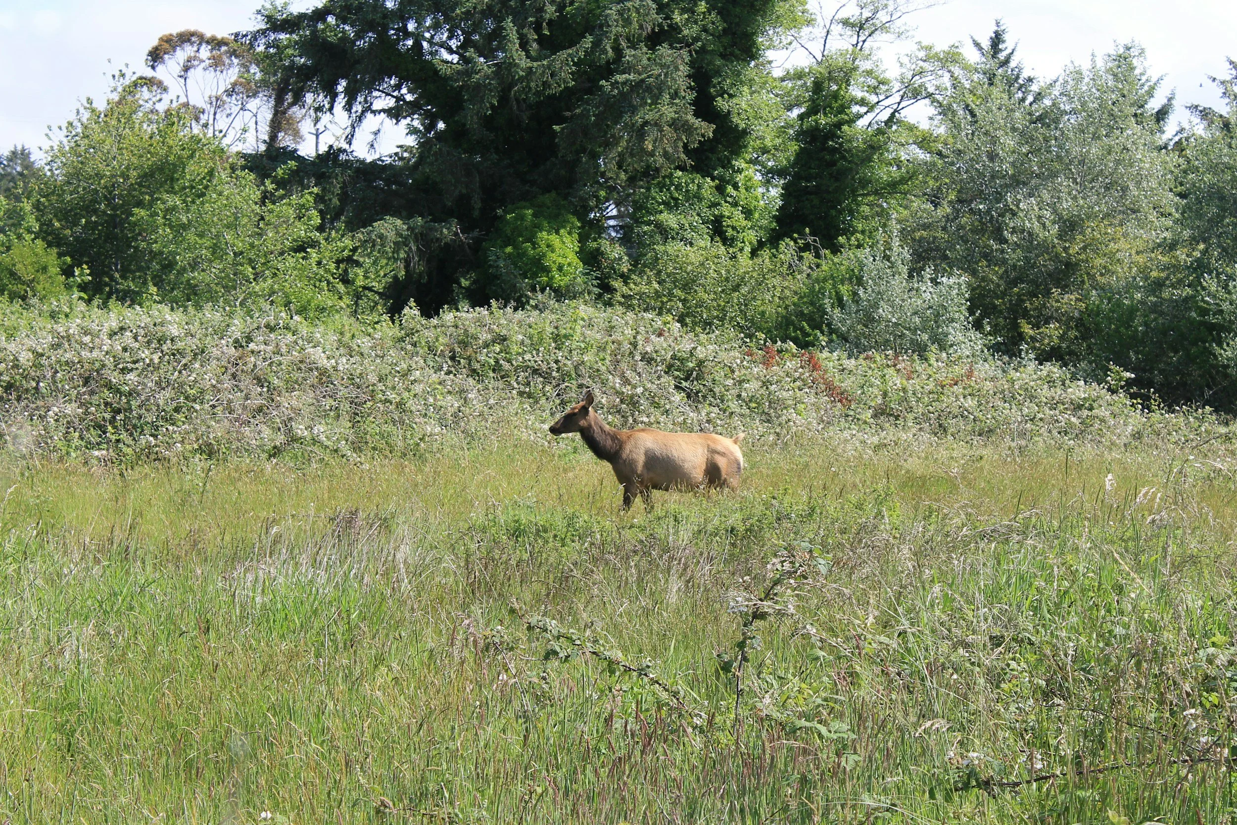 A brown moose stands in a grassy field surrounded by green bushes and tall trees.