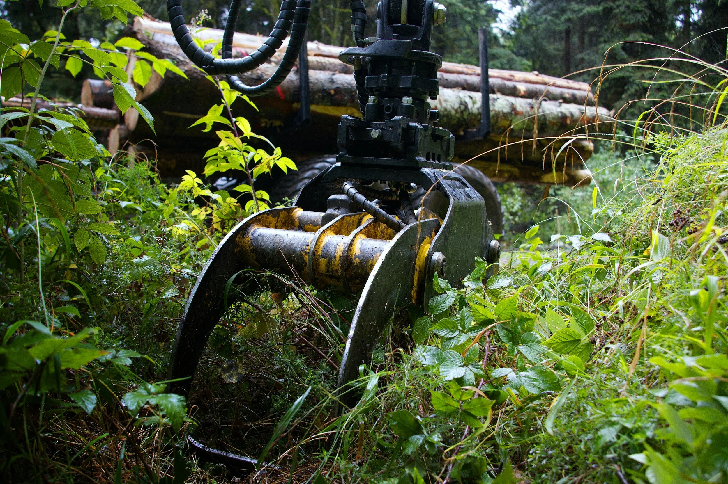 Close-up of a tree harvesting machine in a forest, surrounded by green leaves, with logs in the background.