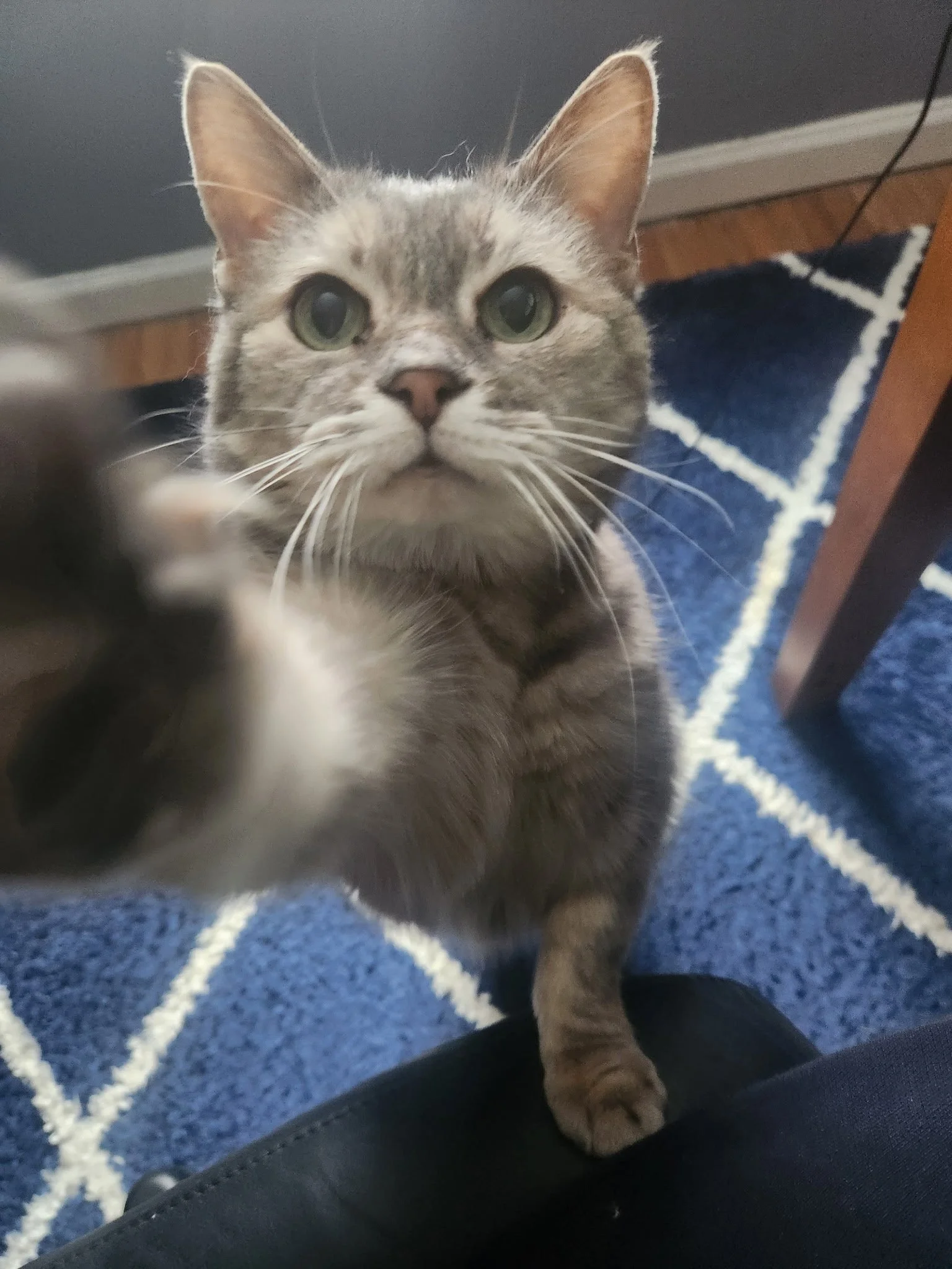 Close-up of a gray tabby cat with green eyes, reaching out with its paw toward the camera, standing on a blue and white patterned rug near a gray wall and a wooden floor.