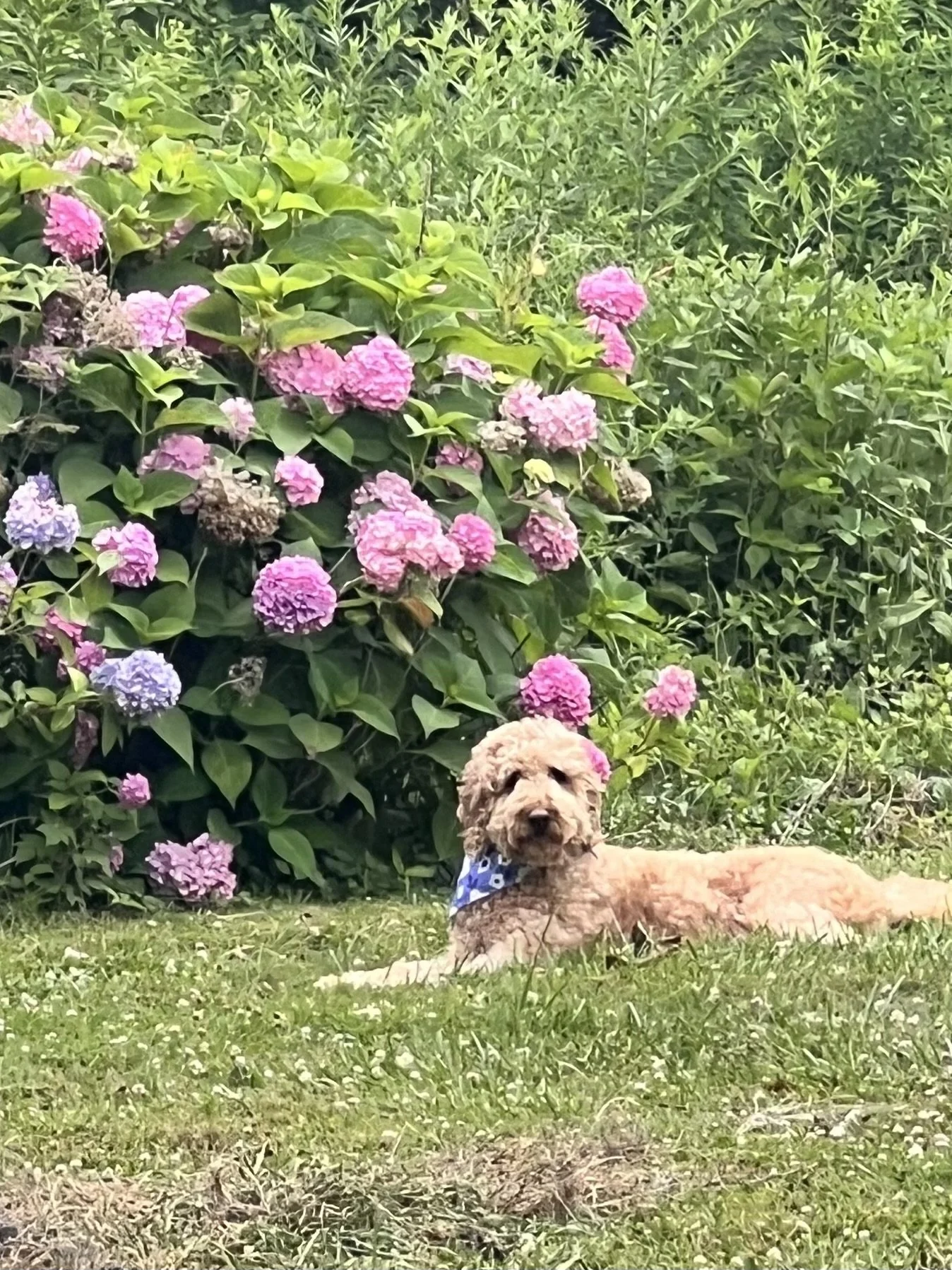A dog lies on a grassy lawn in front of a large hydrangea bush with pink and purple flowers. The dog is wearing a blue bandana and has curly, tan fur.
