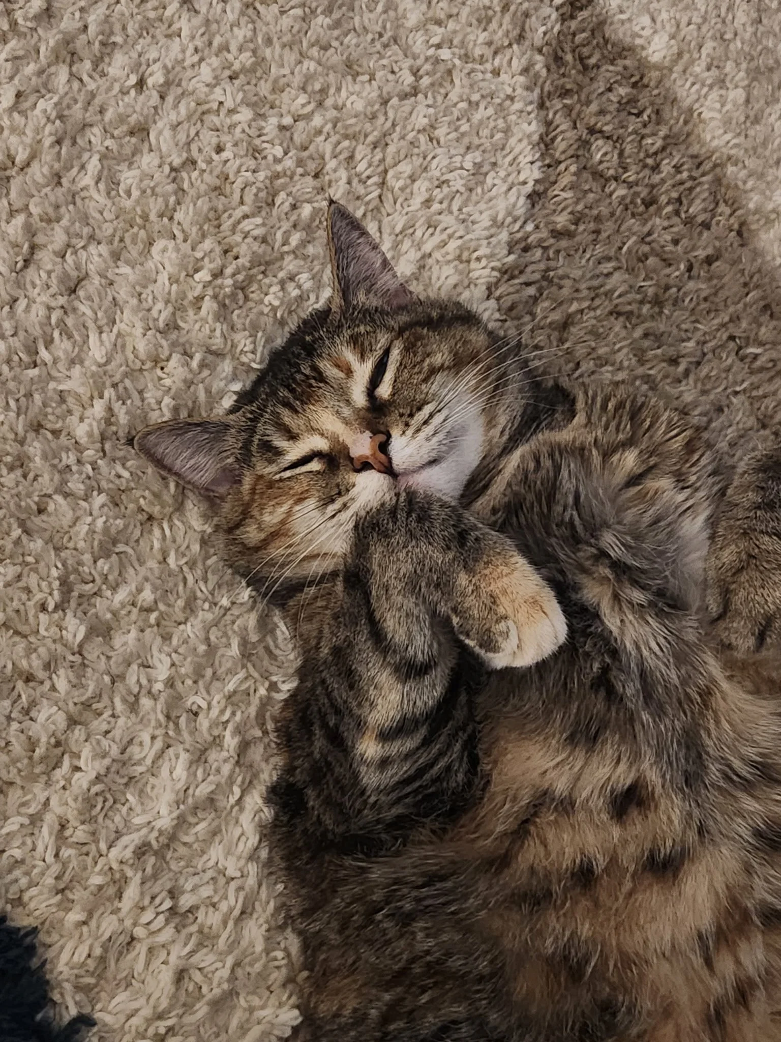 A cat lying on a plush, beige carpet, sleeping with one paw over its face.