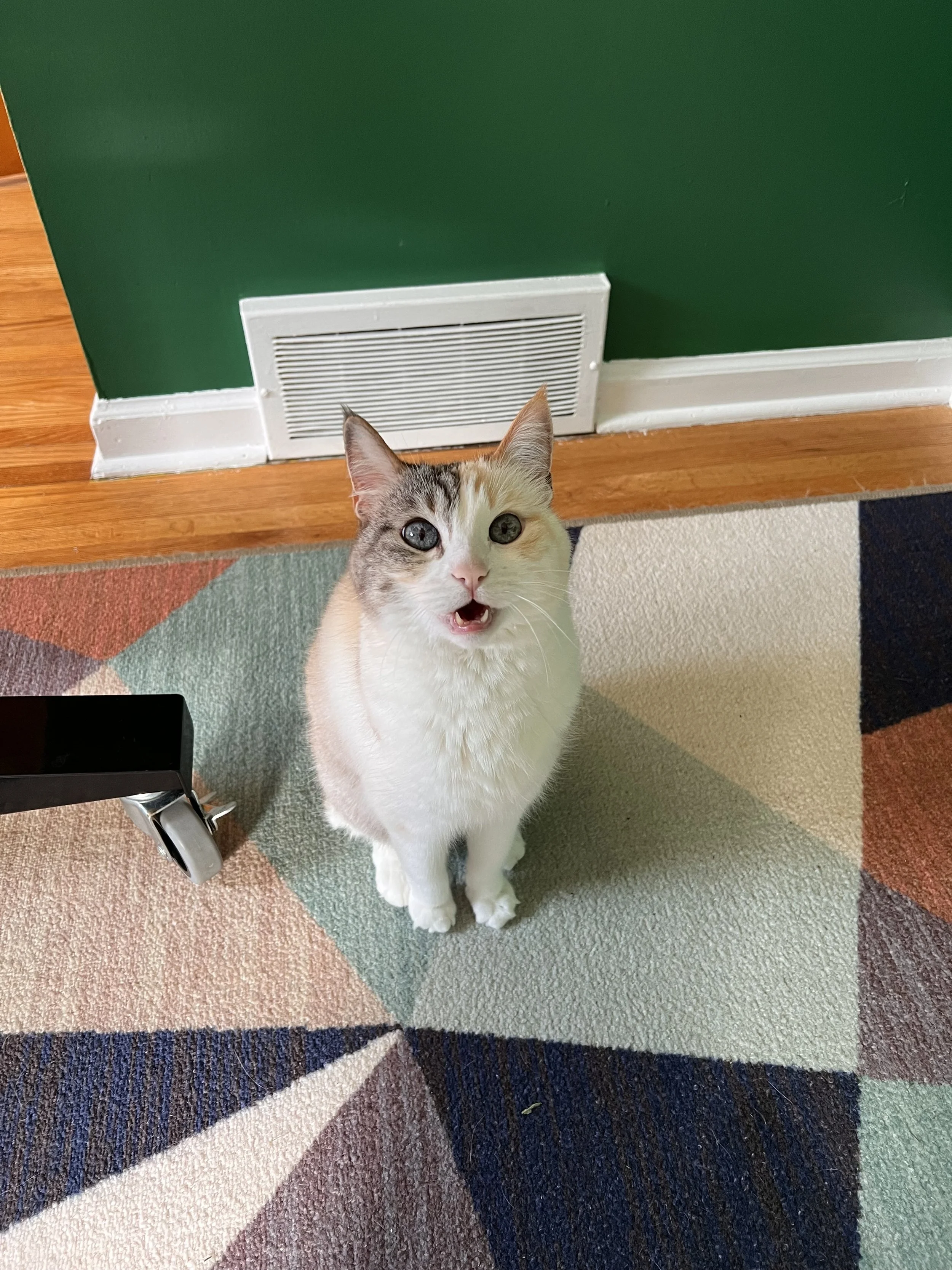 A calico cat with light gray, orange, and white fur looking up with mouth open in a room with a multicolored geometric patterned carpet, green wall, white baseboard, and a floor vent.