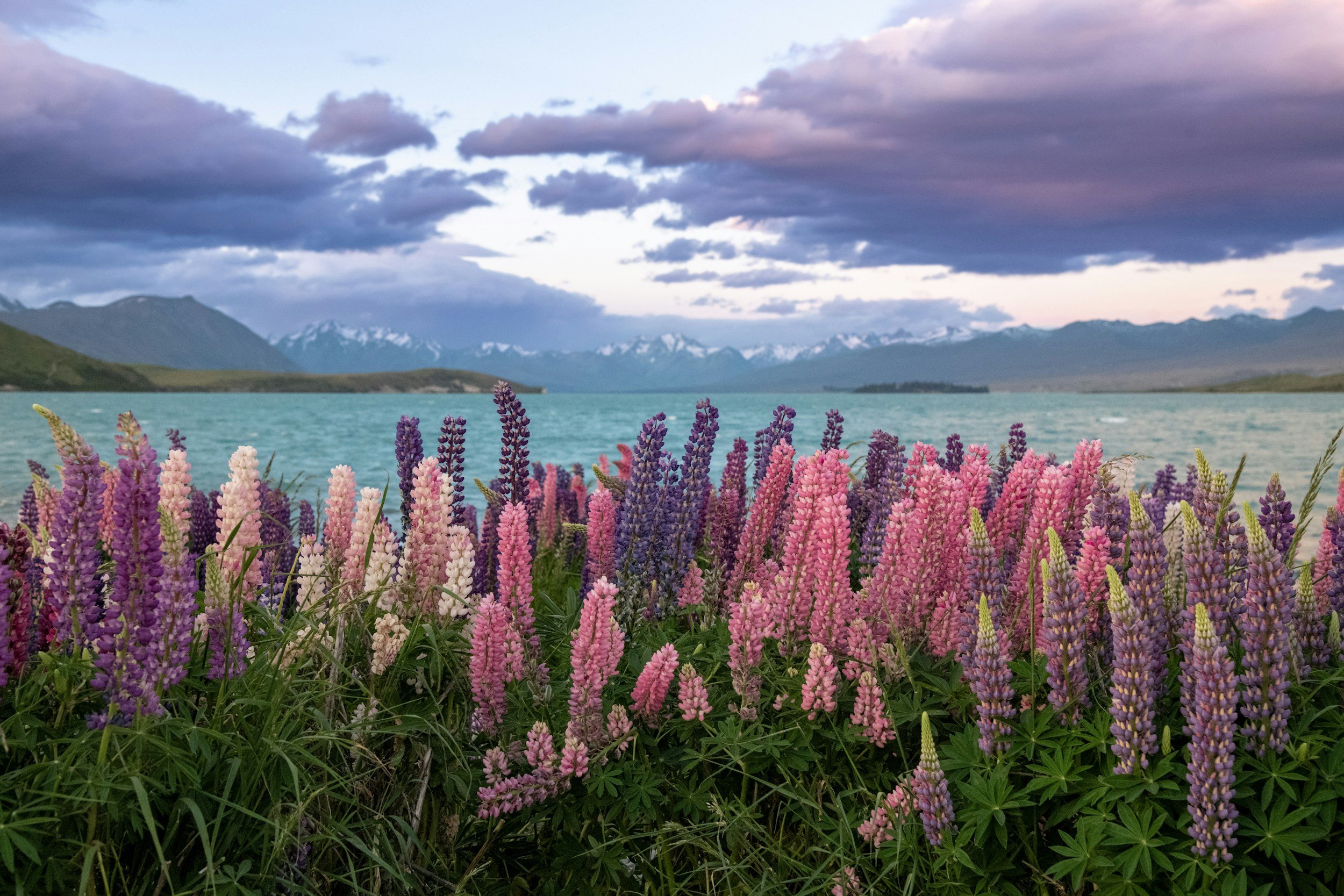 Colorful lupine flowers blooming in the foreground with a body of water, distant mountains with snow, and a partly cloudy sky in the background. Lake Tekapo, New Zealand
